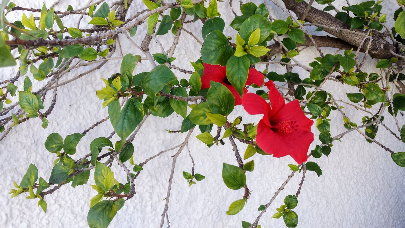 Samsung Galaxy S4 sample photo. Flowers, facade, spain photography