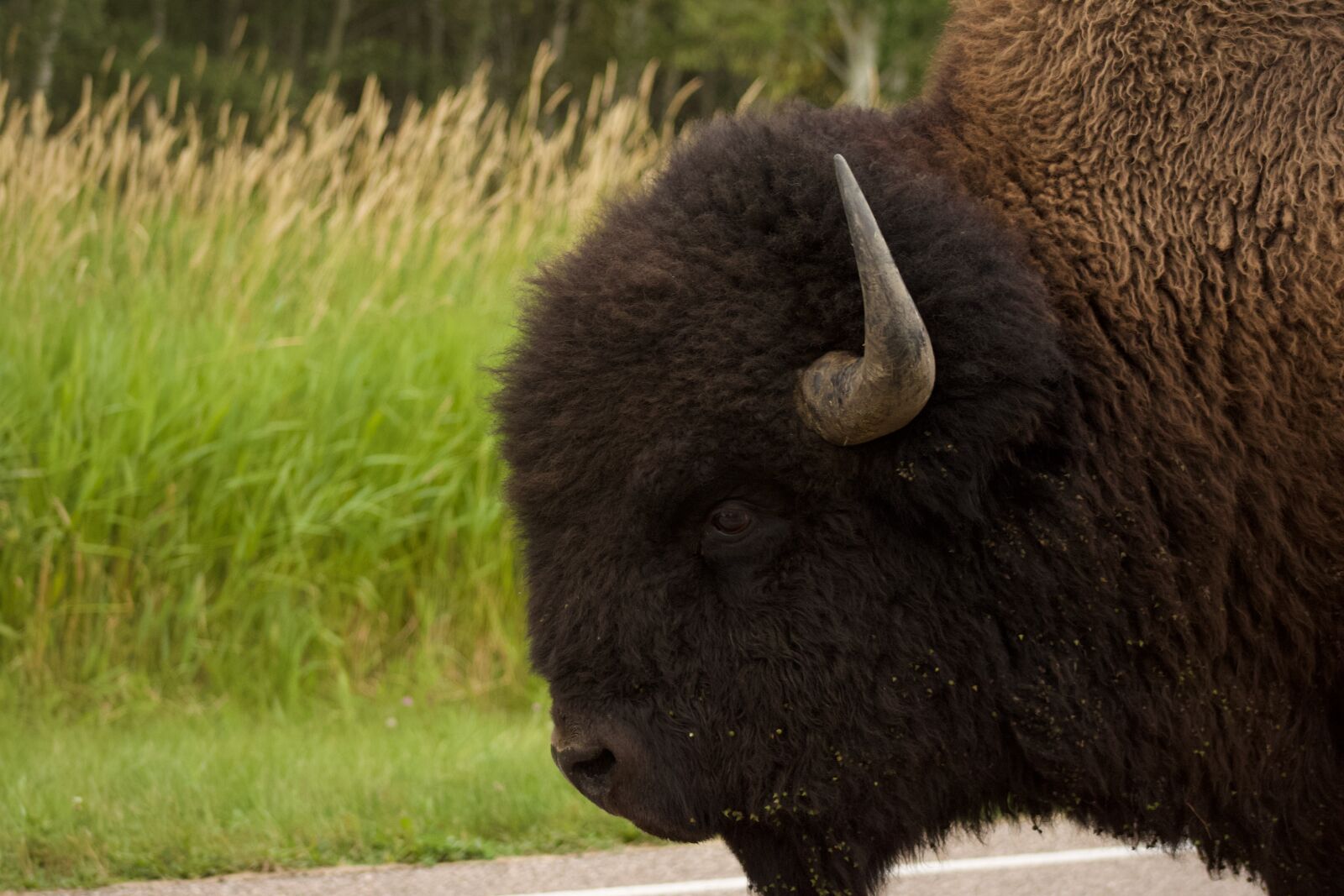 Canon EOS 500D (EOS Rebel T1i / EOS Kiss X3) sample photo. Buffalo, bison, animal photography