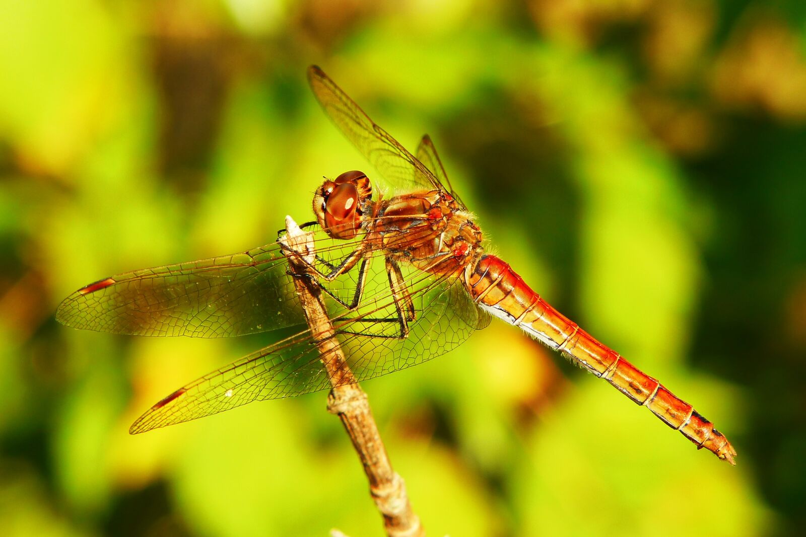 Panasonic Lumix DMC-FZ200 sample photo. Szablak blood, tom, insect photography