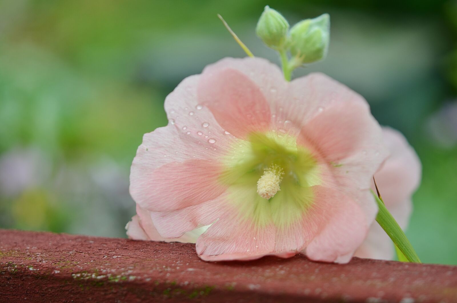 Nikon D7000 sample photo. Flower, natur, spring photography