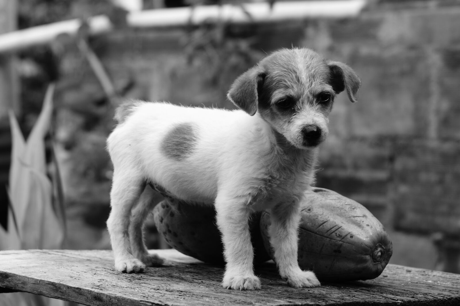 Sony Alpha DSLR-A390 sample photo. My, dogs, the photography