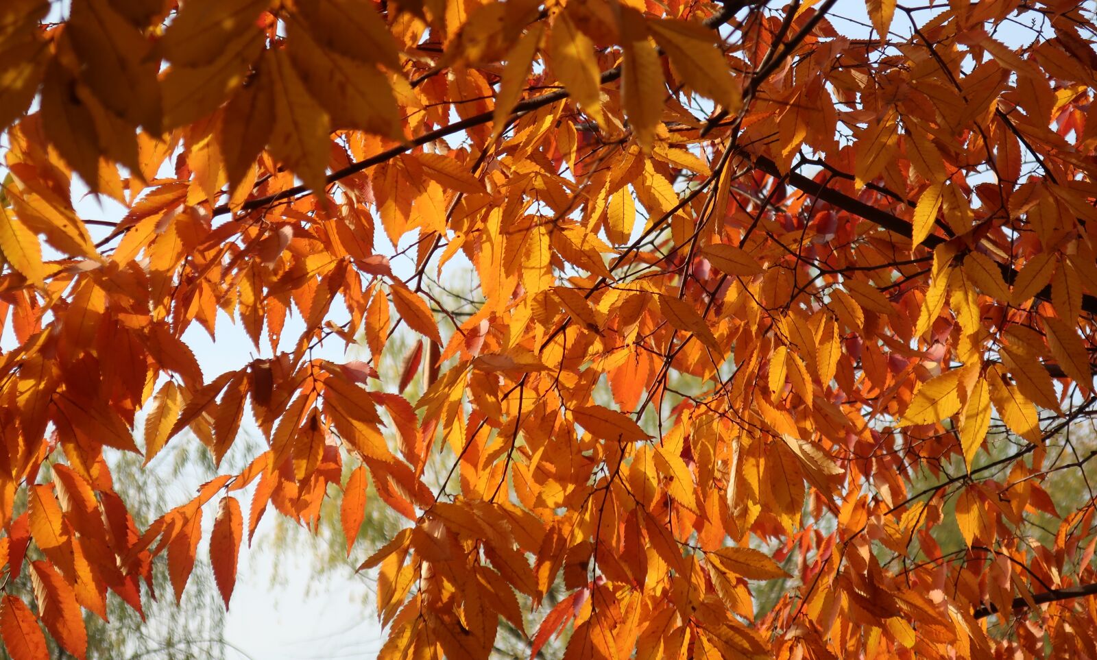 Canon PowerShot G9 X Mark II sample photo. Autumn, autumn leaves, twig photography