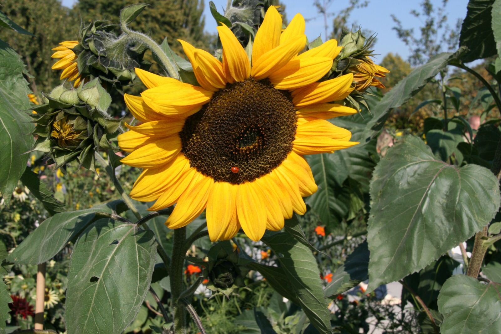 Canon EOS 400D (EOS Digital Rebel XTi / EOS Kiss Digital X) sample photo. Sunflower, nature, close up photography