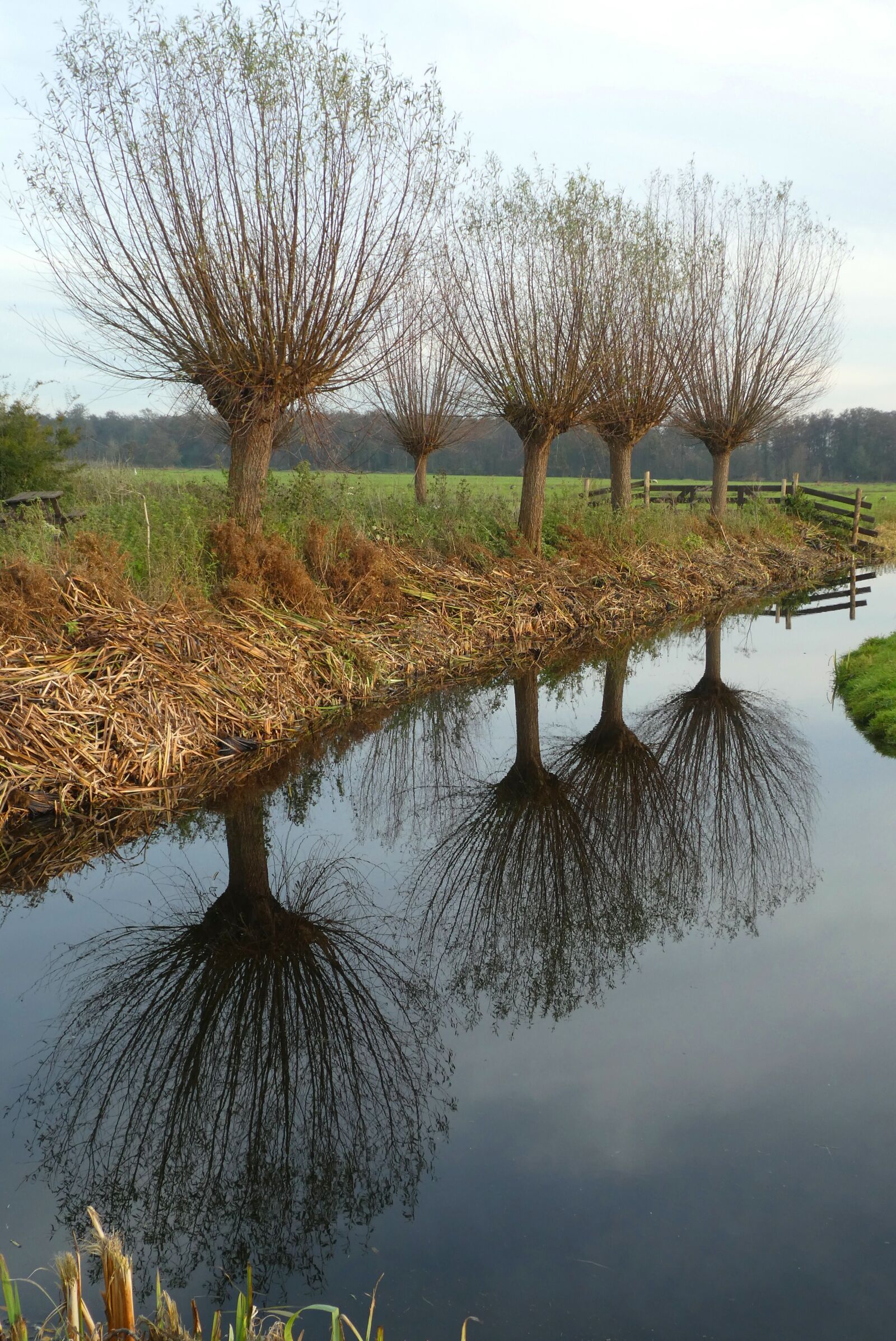 Panasonic Lumix DC-ZS70 (Lumix DC-TZ90) sample photo. Willow, ditch, reflection photography