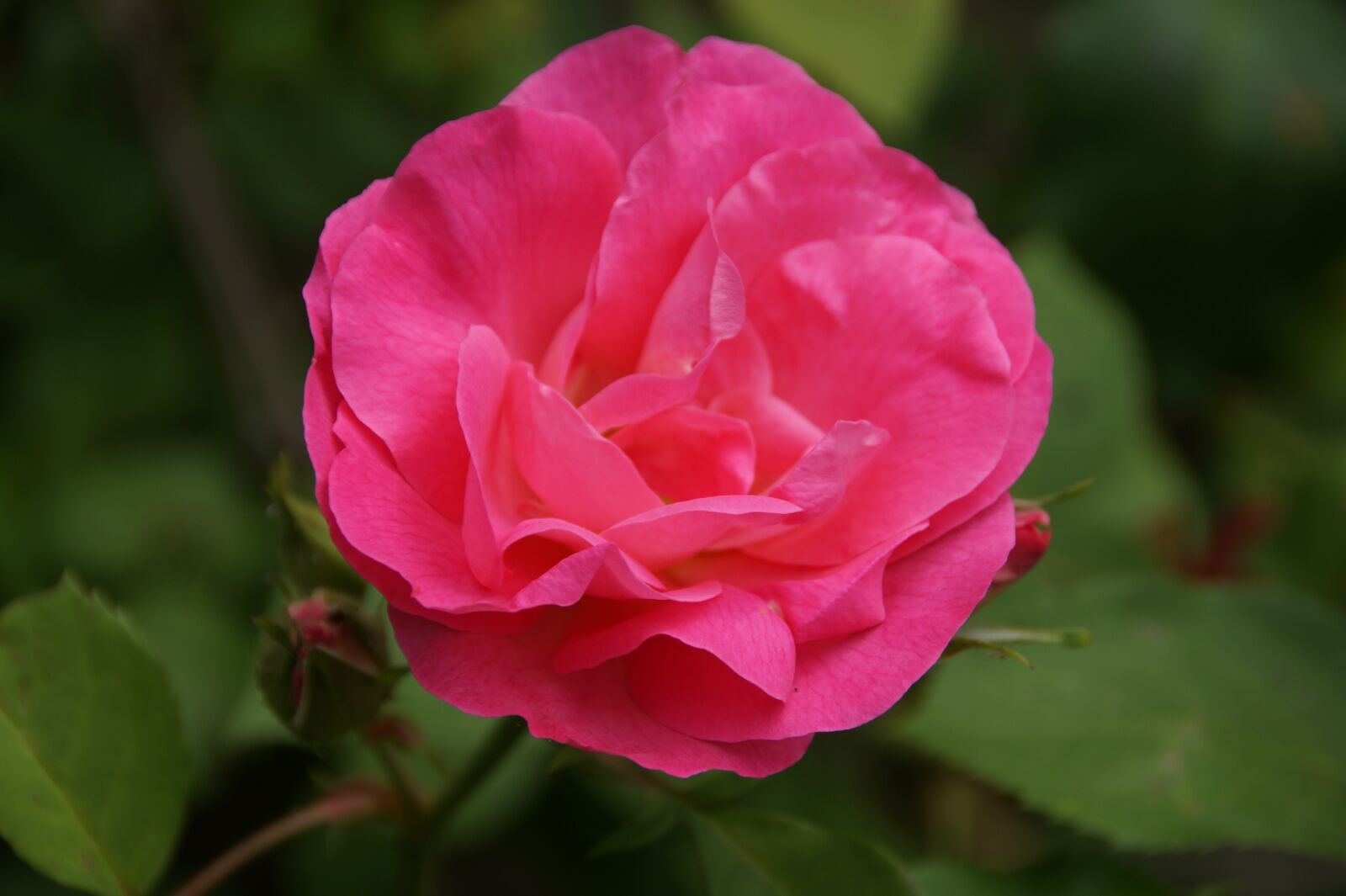 Sony SLT-A58 sample photo. Rose, flower, orange photography