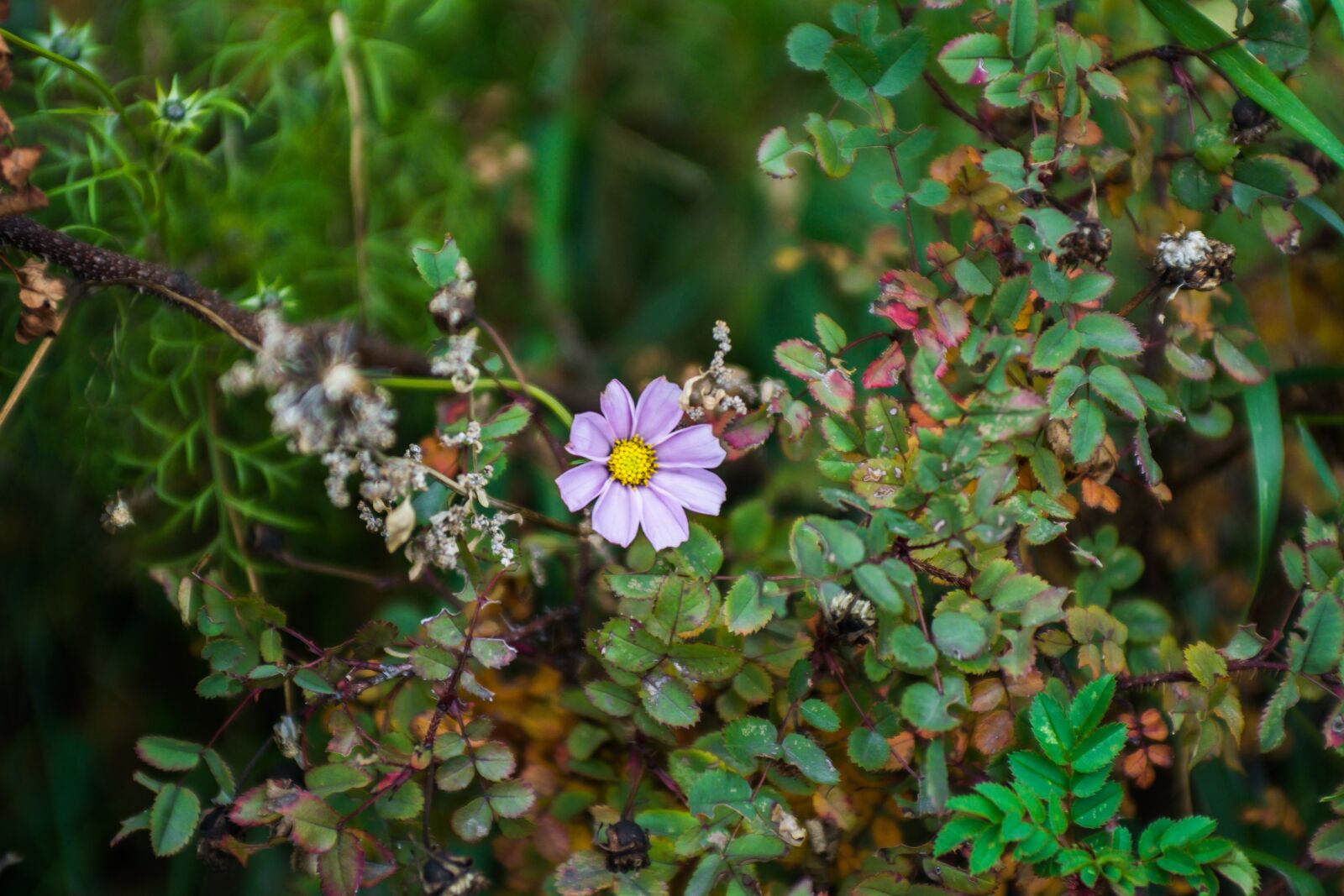 Nikon D7100 sample photo. Beautiful flower, summer, green photography