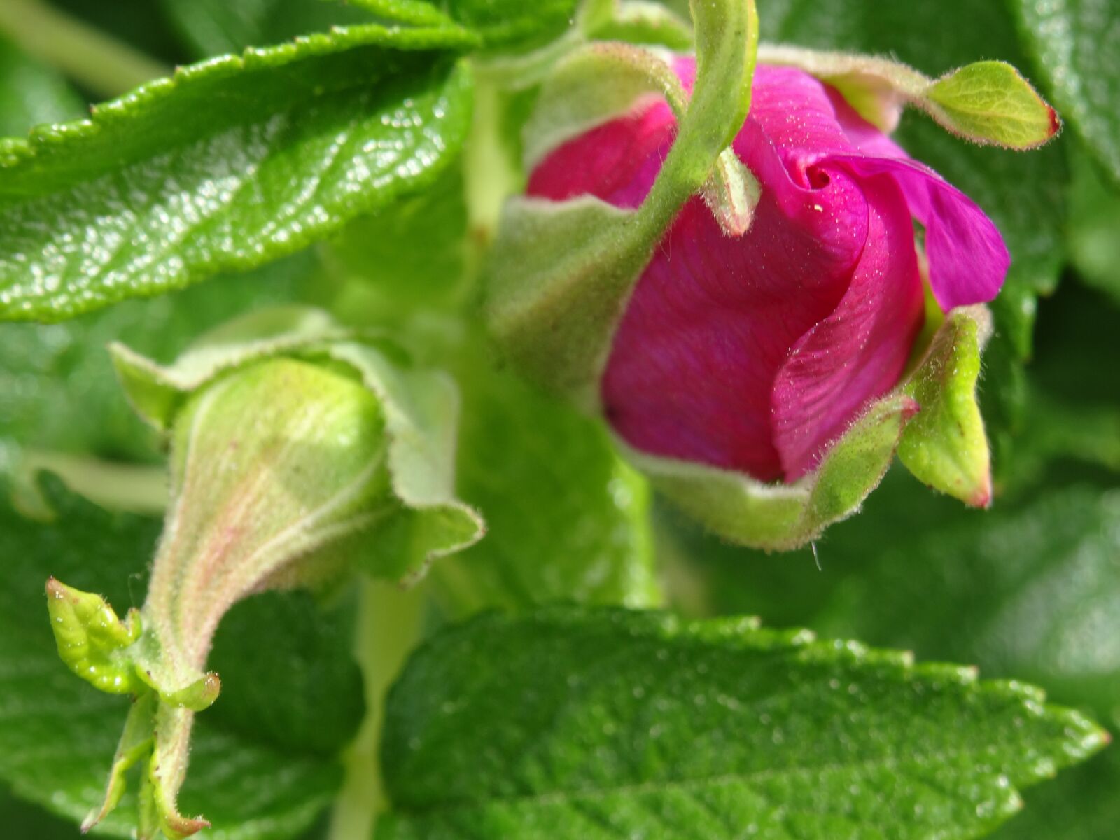 Sony DSC-HX50 sample photo. Rose hip, bud, beauty photography