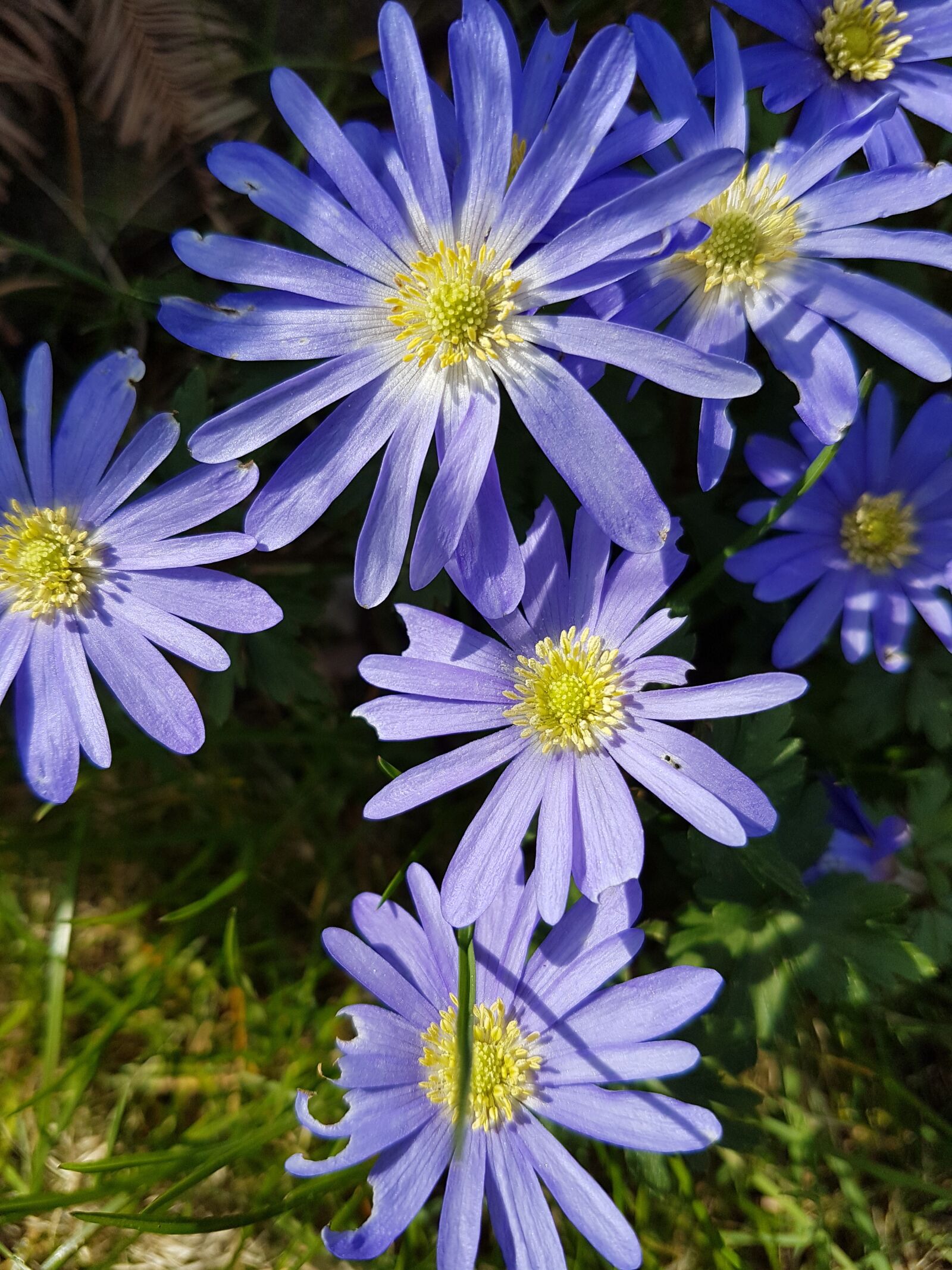 Samsung Galaxy S7 sample photo. Blossom, bloom, spring flower photography