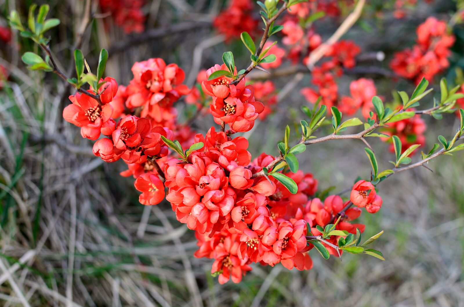 Nikon D7000 sample photo. Chaenomeles, plant, red photography