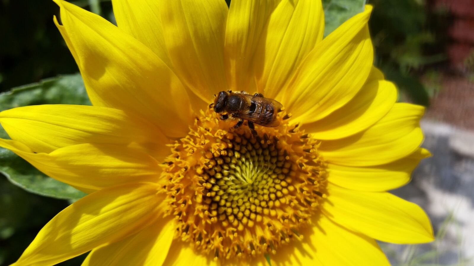 Samsung Galaxy S5 sample photo. Sunflower, summer, bug photography
