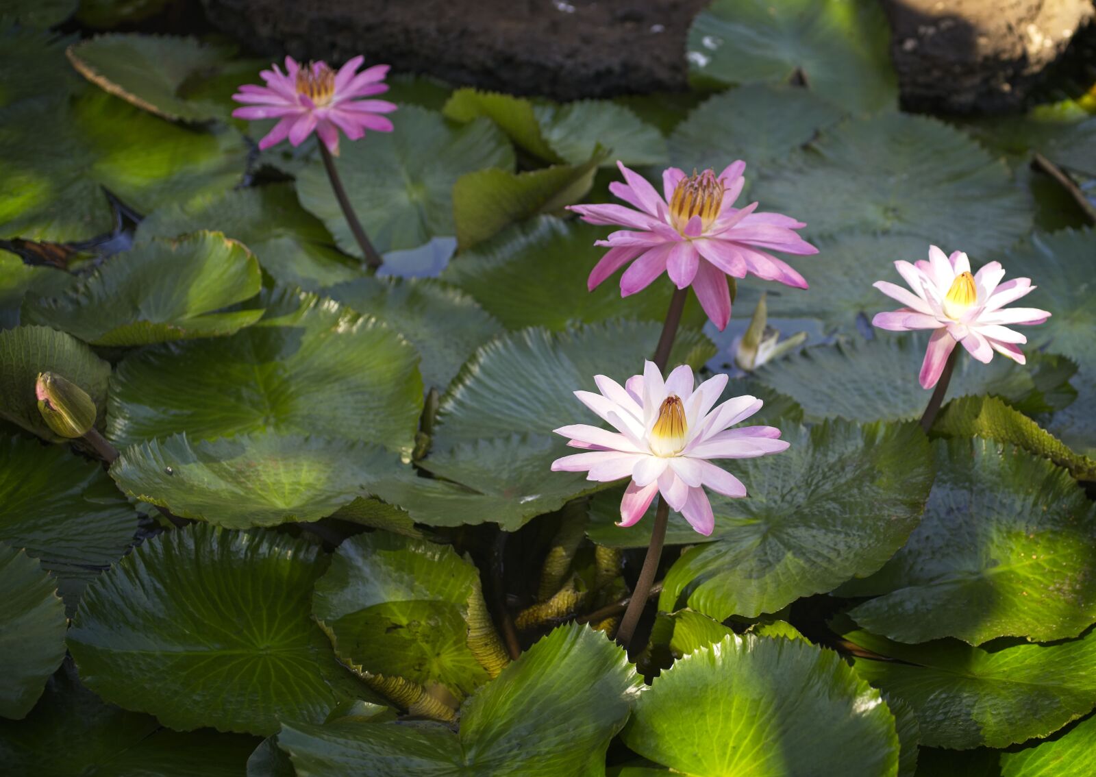 Sony a7 III sample photo. Waterlily, aquatic plant, nymphaea photography