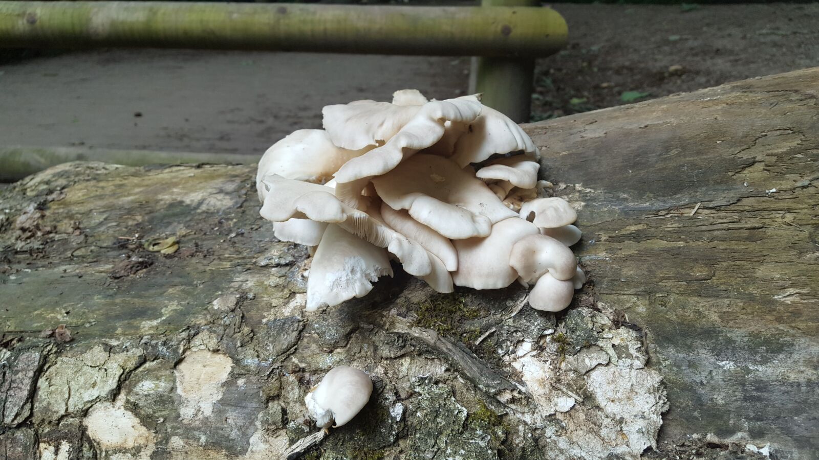 Samsung GALAXY S6 edge sample photo. Fungus, mushroom, nature photography