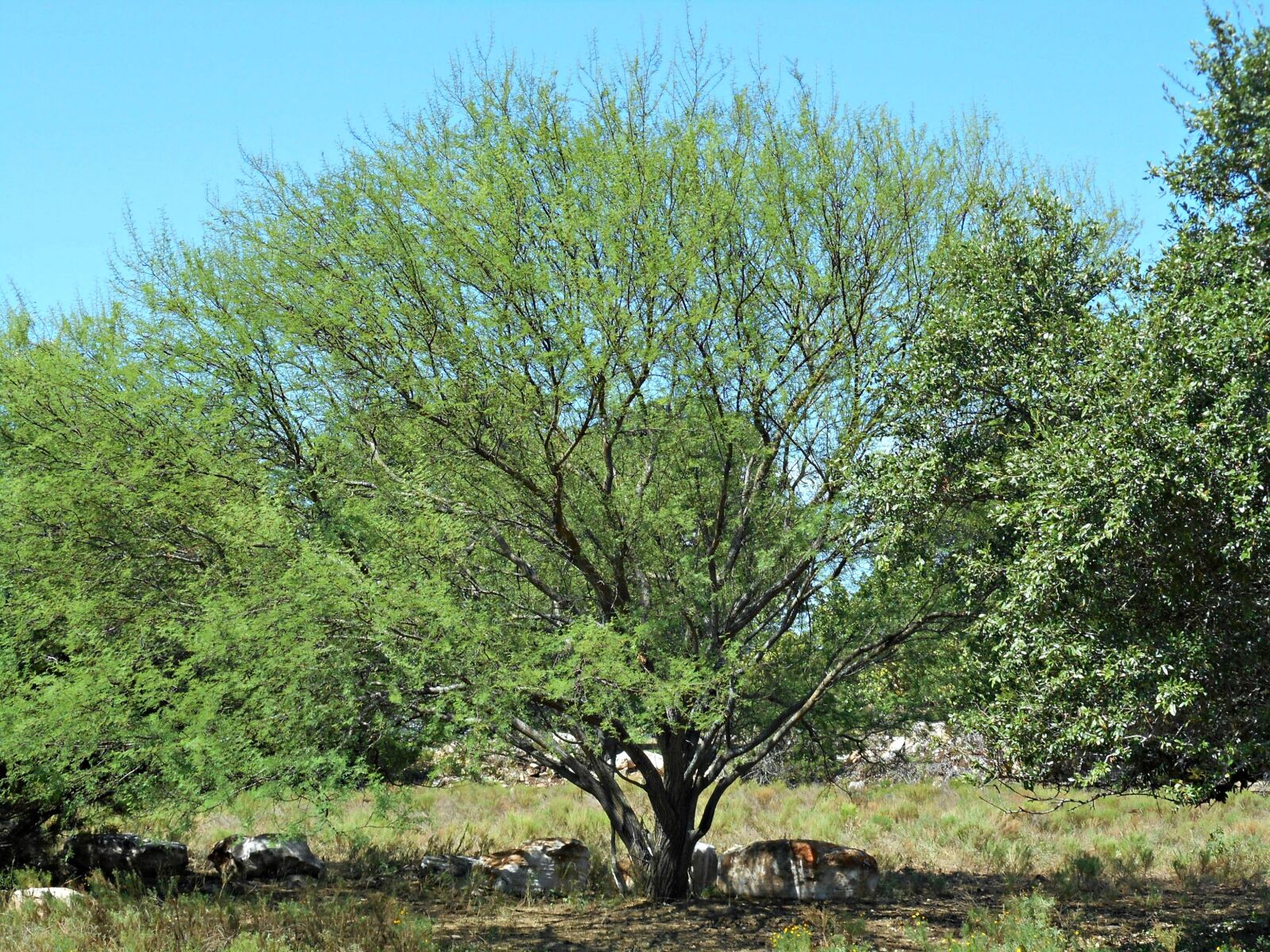 Nikon Coolpix S3700 sample photo. Texas tree, wild tree photography