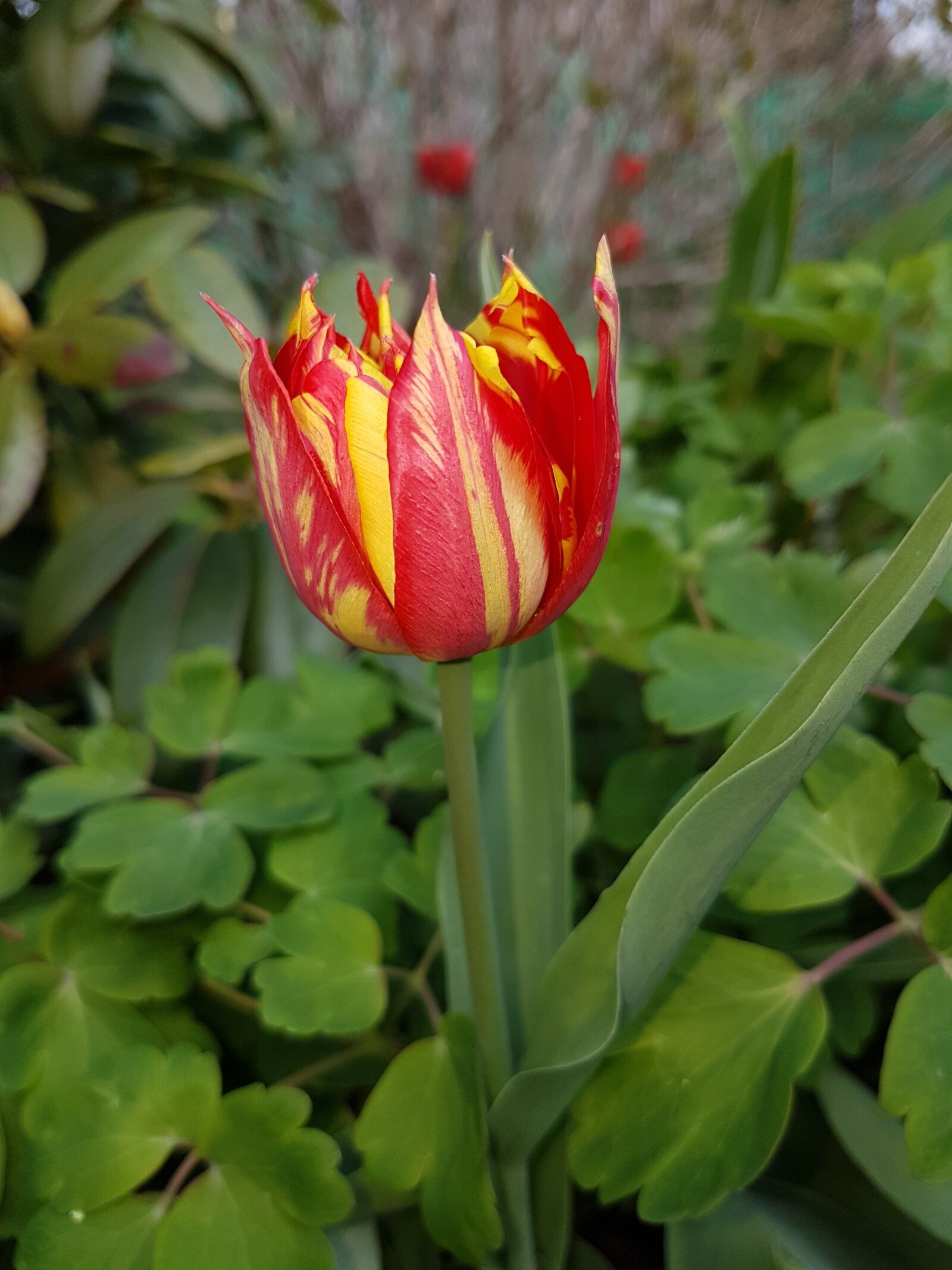 Samsung Galaxy S7 sample photo. Spring, flowers, tulips photography