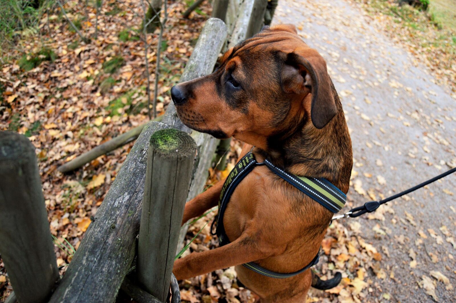 Nikon D3200 sample photo. Puppy, dog, doggie photography