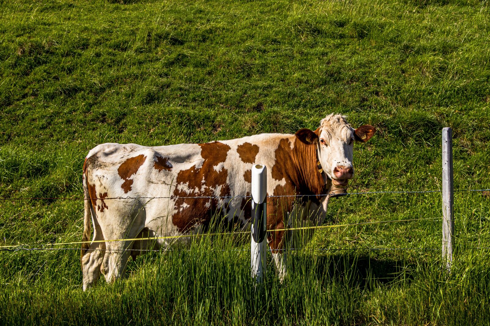 Canon EF-S 18-135mm F3.5-5.6 IS USM sample photo. Cow, switzerland, beef photography