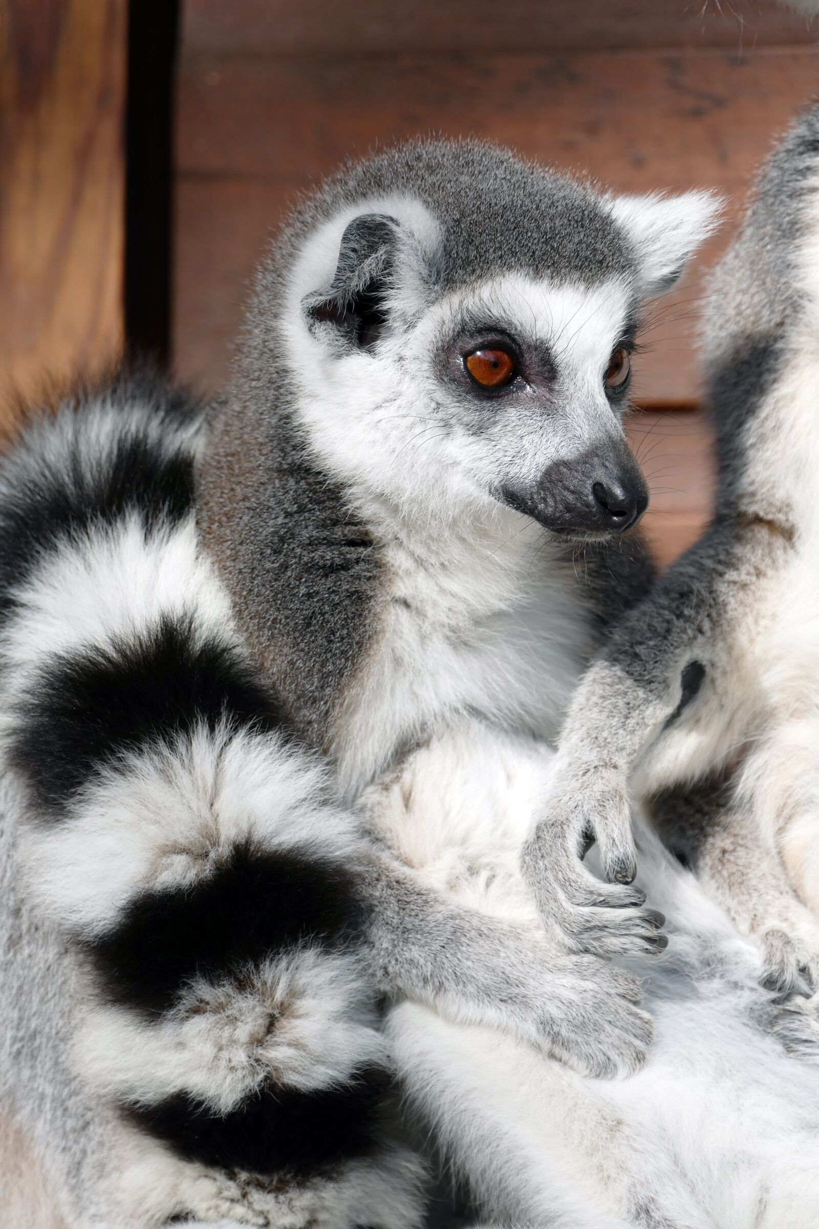 Panasonic Lumix DMC-FZ1000 sample photo. Ring-tail lemur, mammal, wildlife photography
