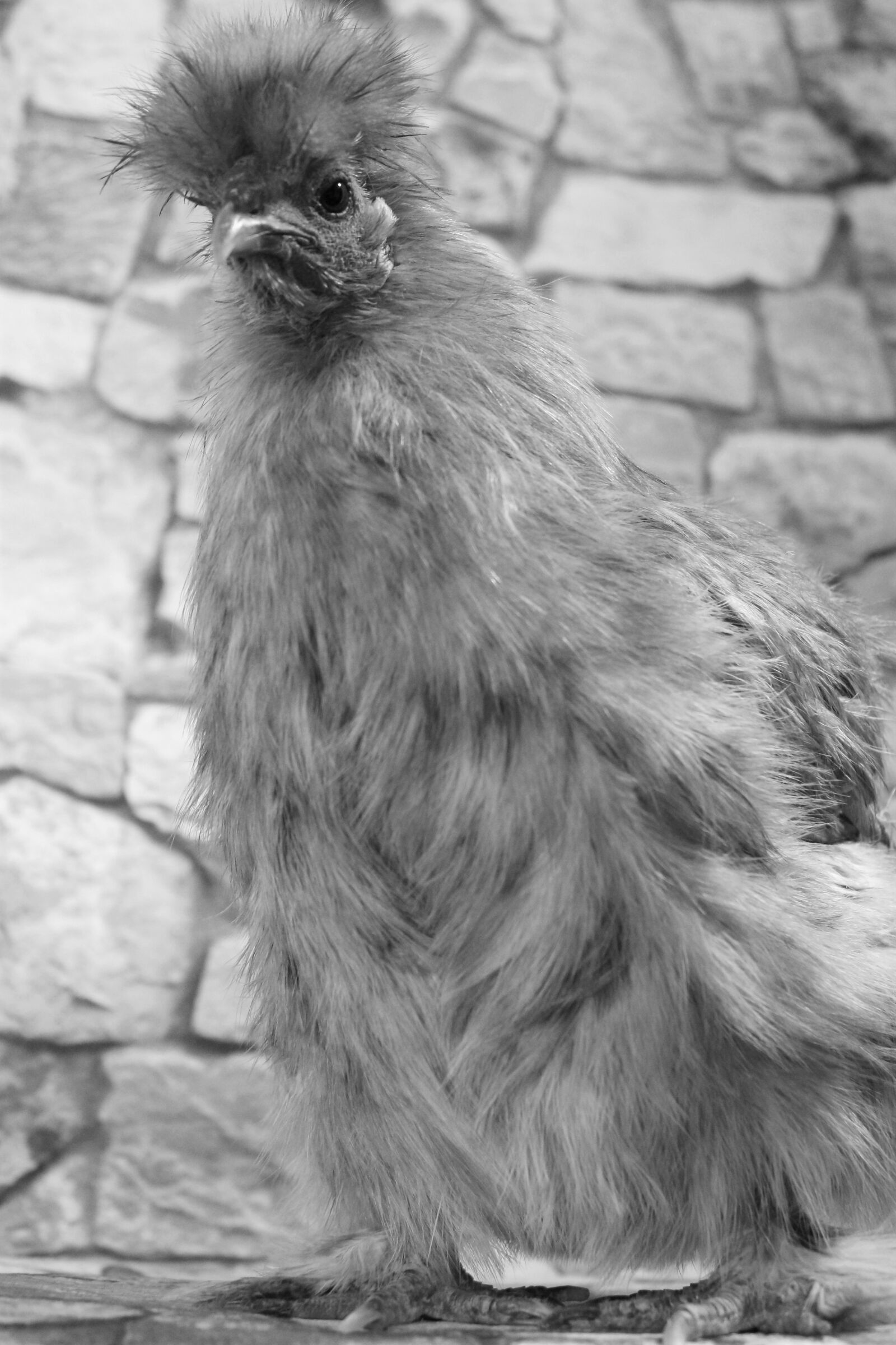 Canon EF-S 18-55mm F3.5-5.6 IS sample photo. Chicken, hen, poultry photography