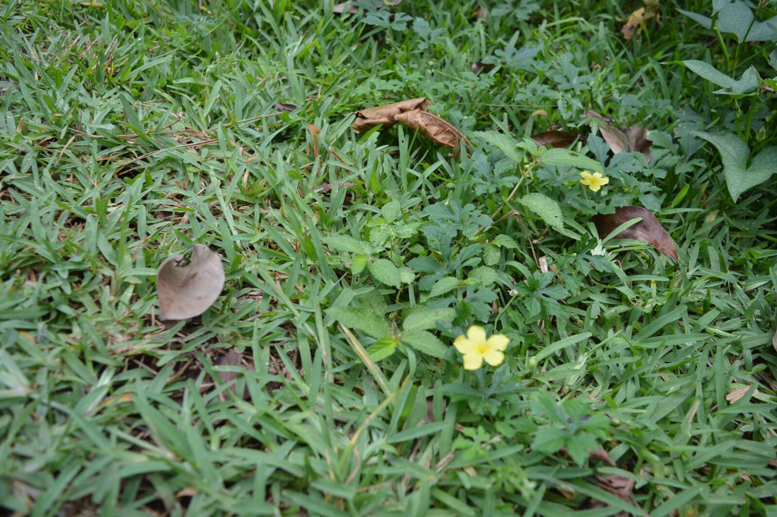Nikon D3200 sample photo. Nature, fleur, jardin photography