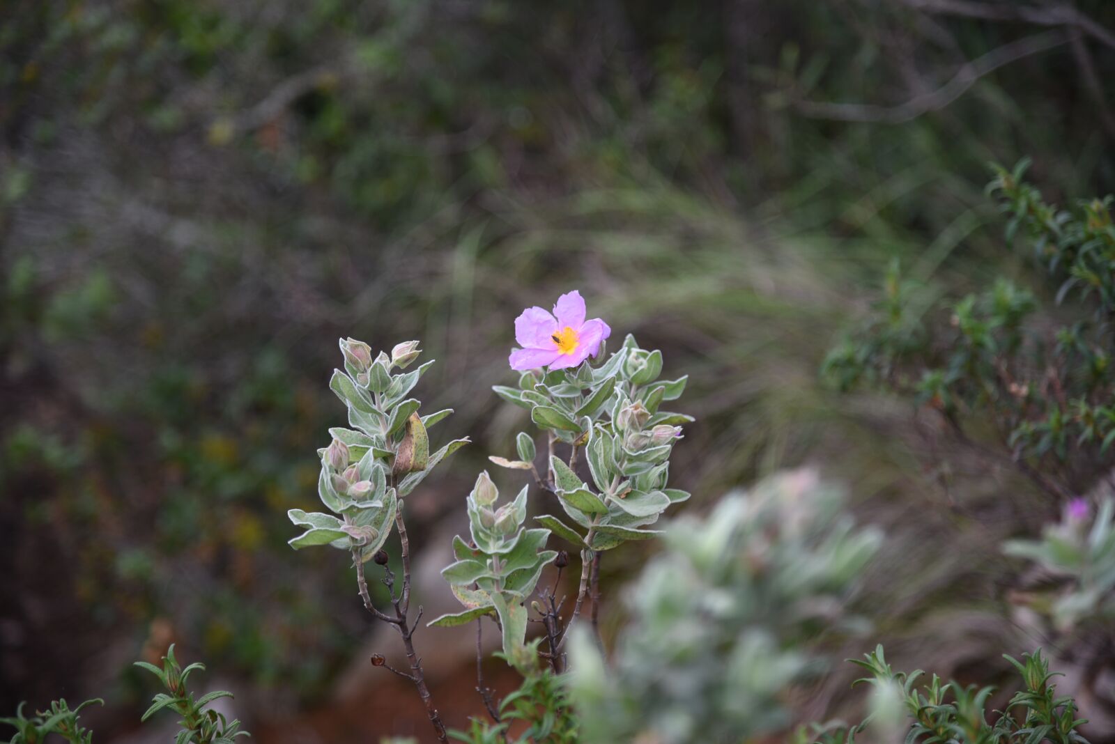 Nikon D750 sample photo. Flower, green, fresh photography