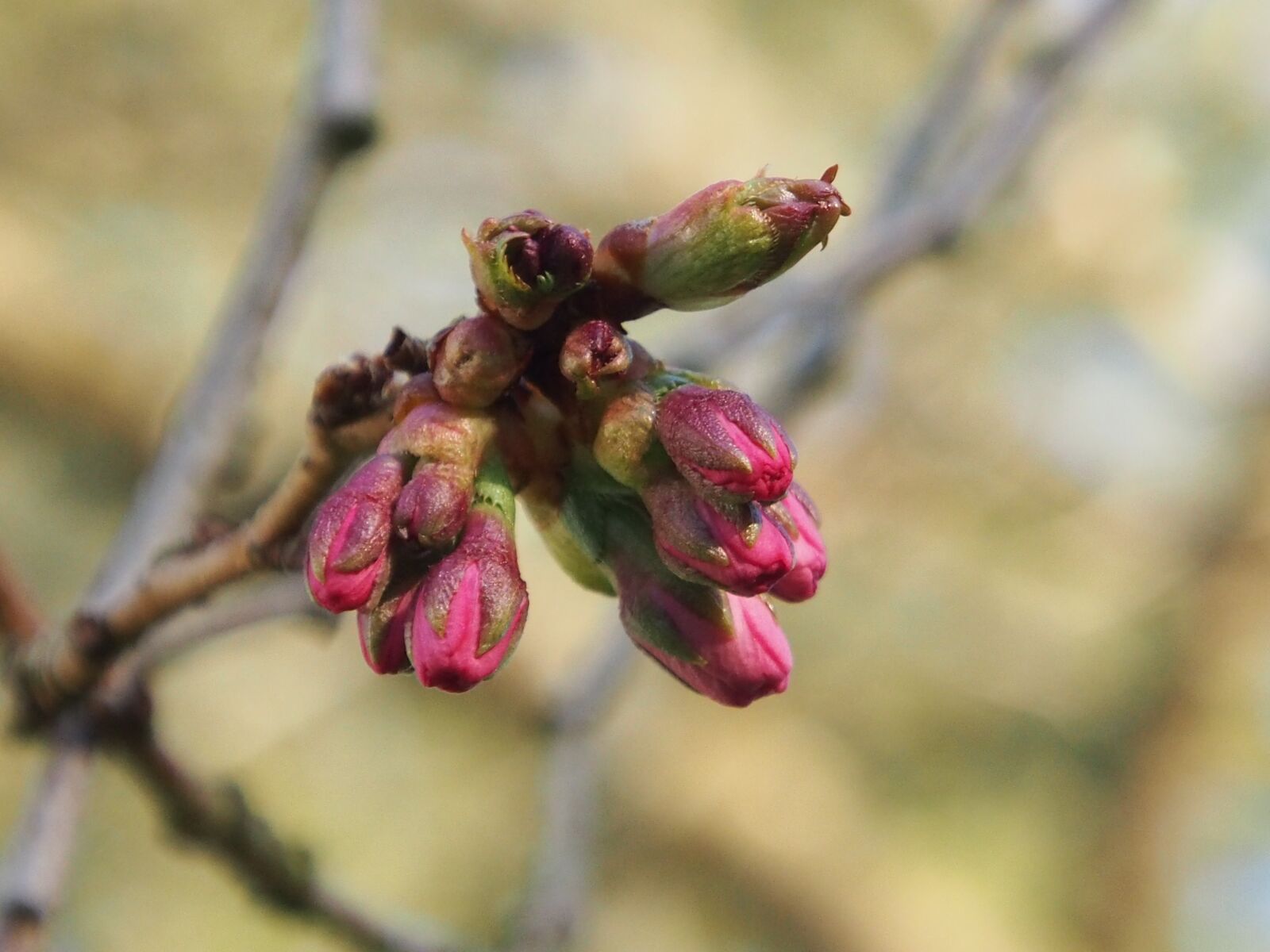Olympus OM-D E-M5 sample photo. Flower, tree, bud photography