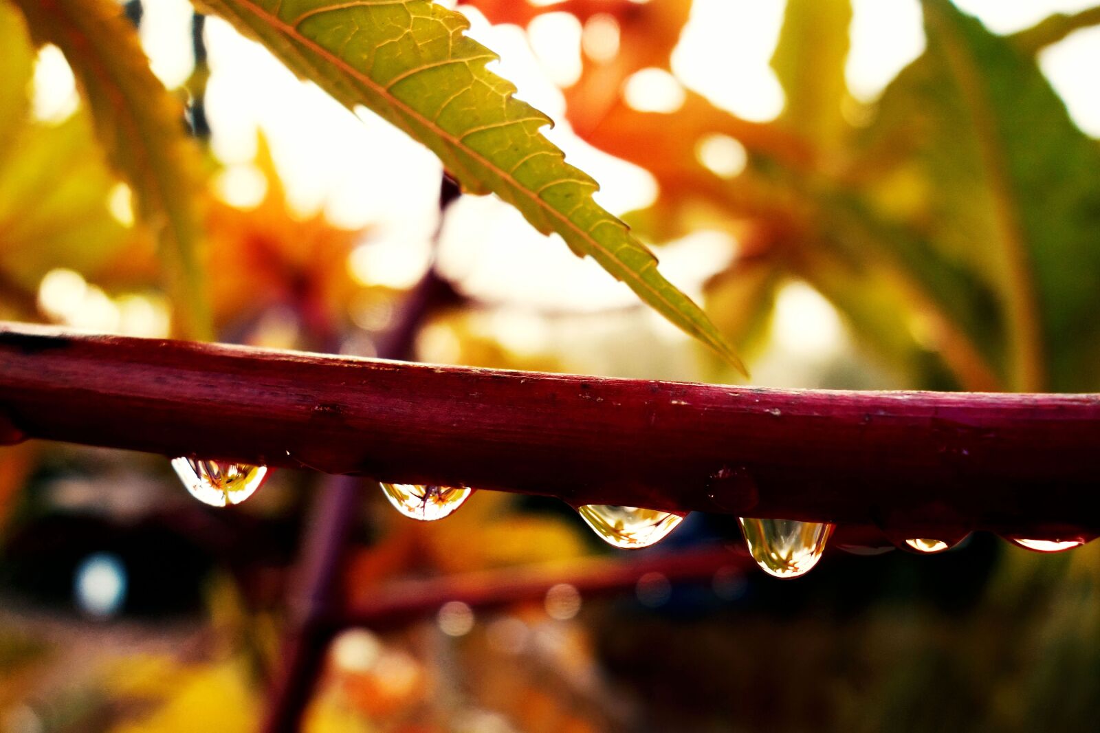 Sony Cyber-shot DSC-RX100 sample photo. Drop, water droplet, rain photography