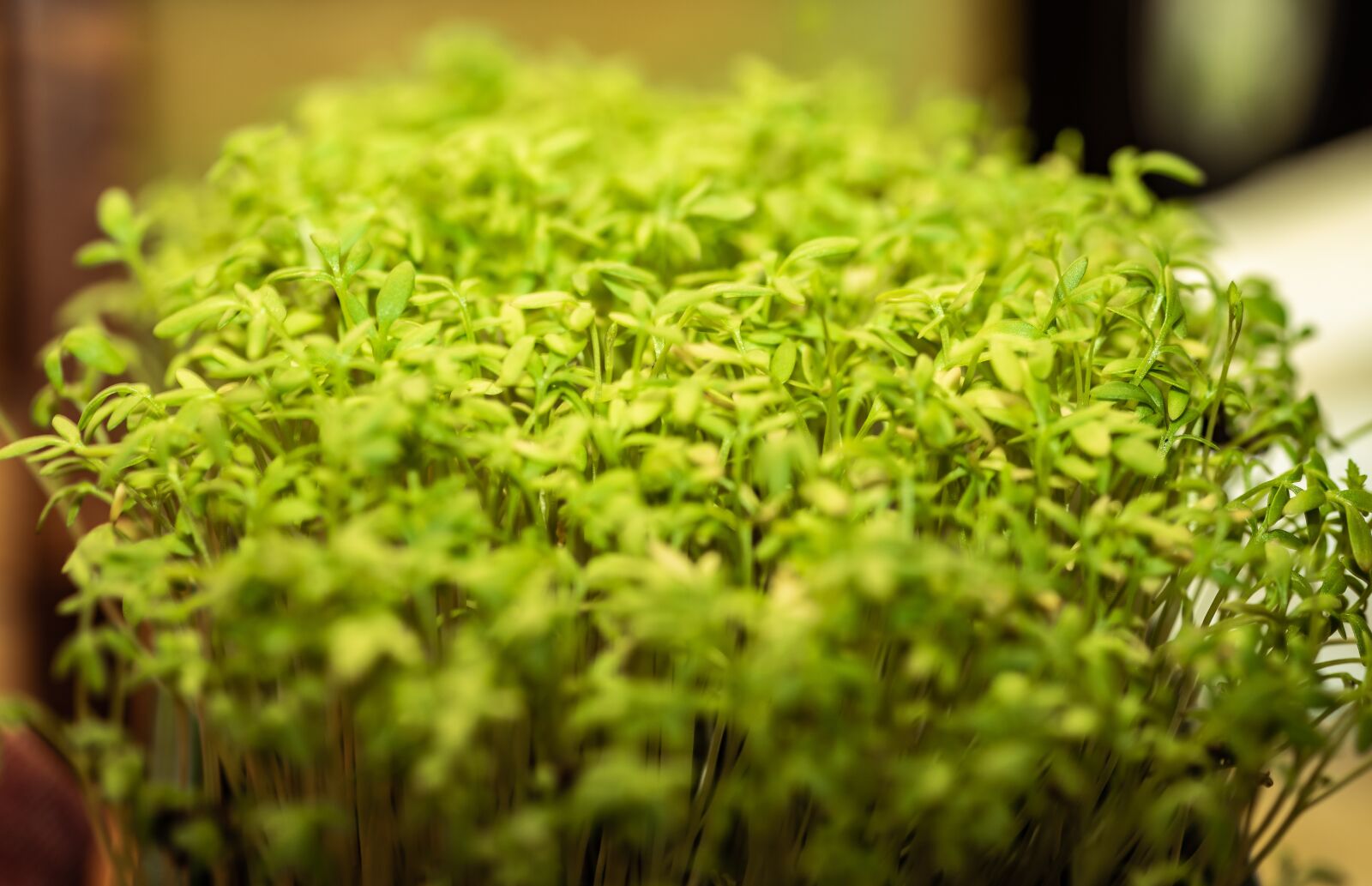 Nikon D750 sample photo. Cress, seedlings, bio photography