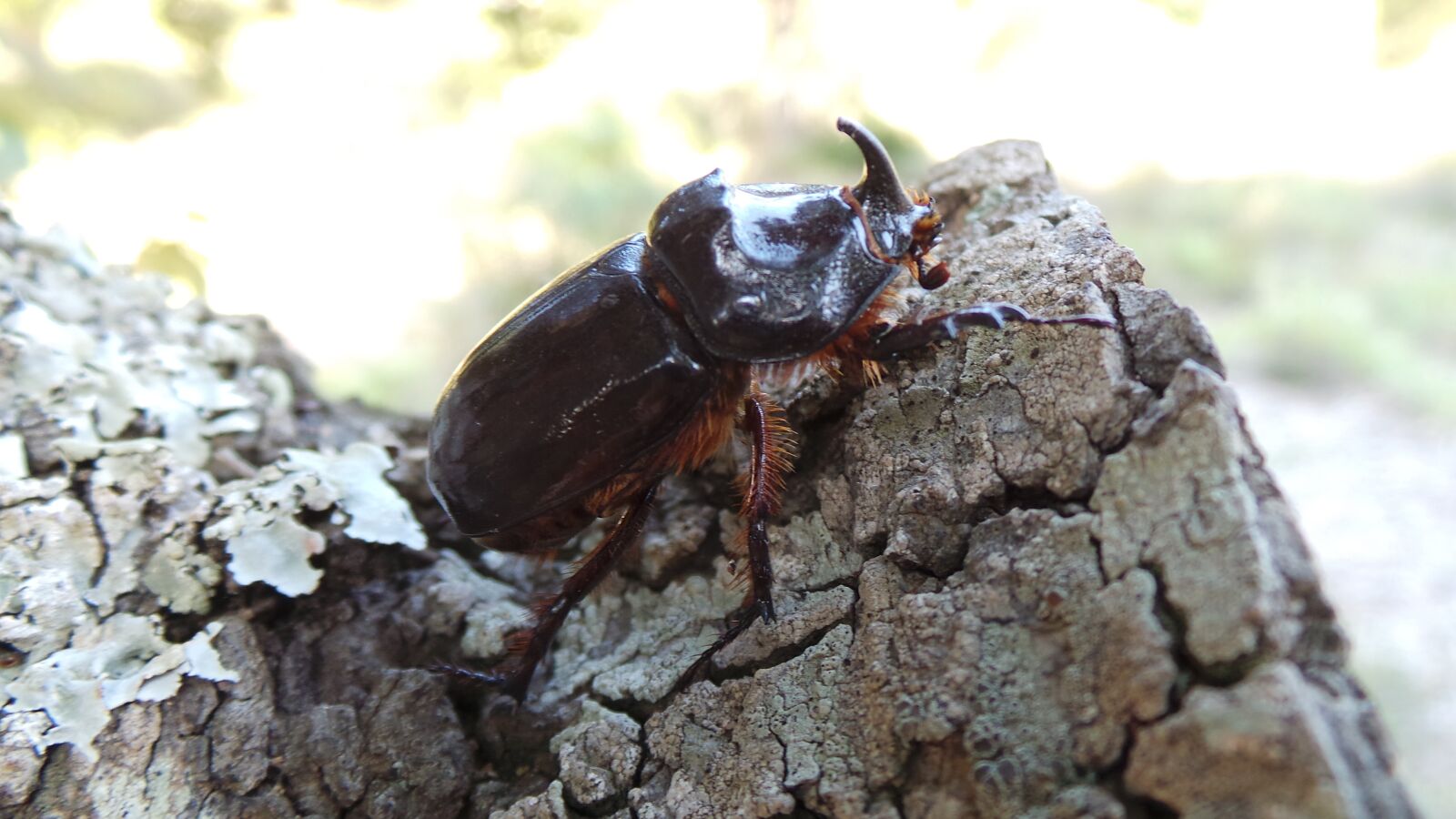 Samsung Galaxy Camera (Wi-Fi) sample photo. Insect, nature, beetle photography