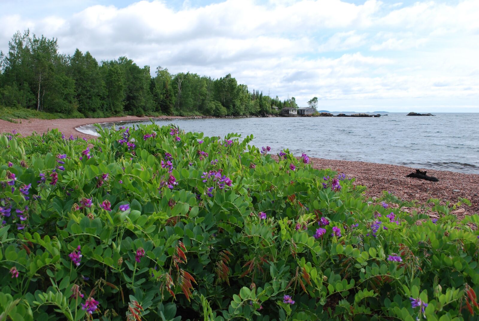 Nikon D60 sample photo. Shore, purple flower, lake photography