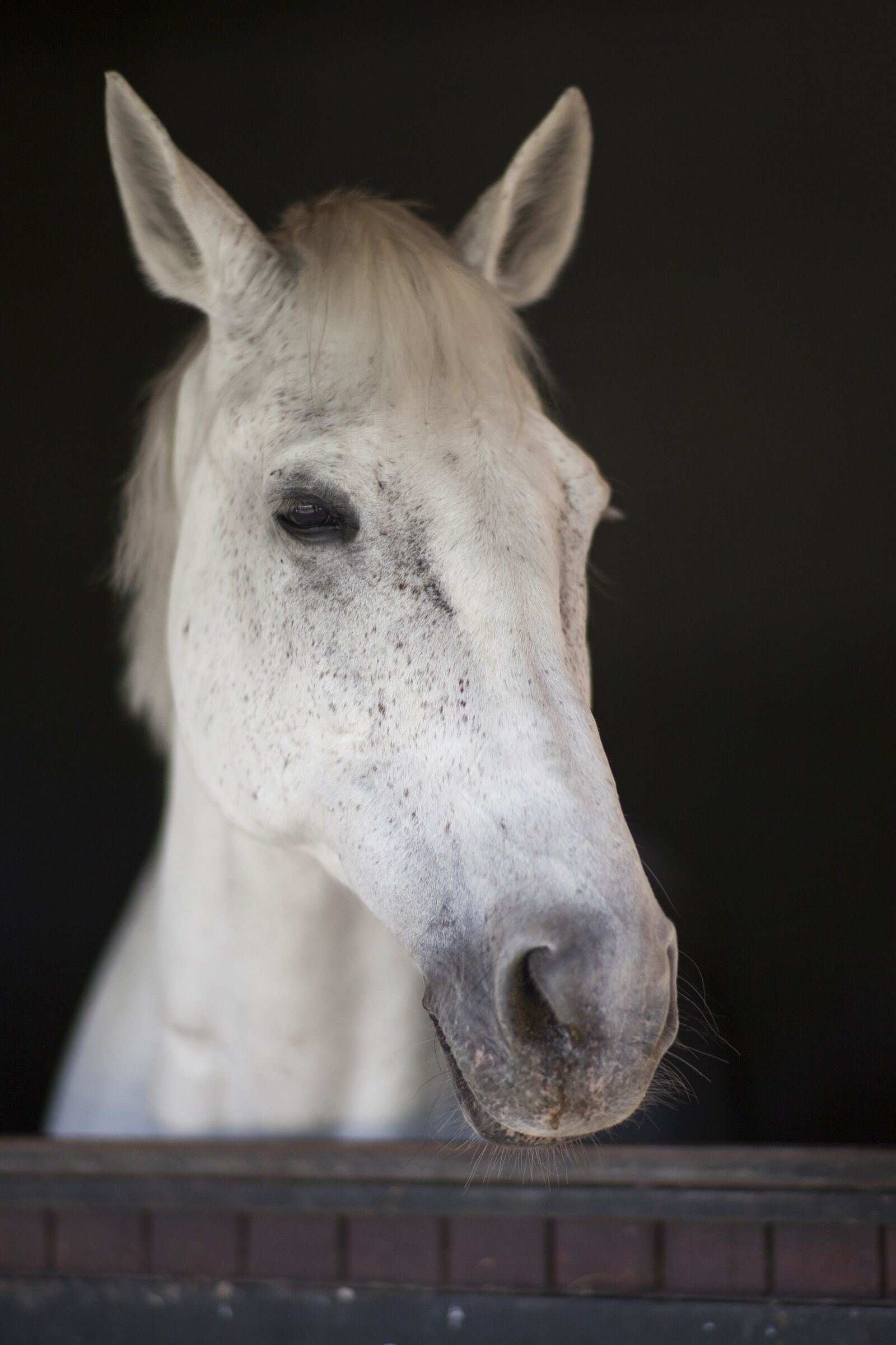 ZEISS Planar T* 85mm F1.4 sample photo. Horse, white, beautiful photography