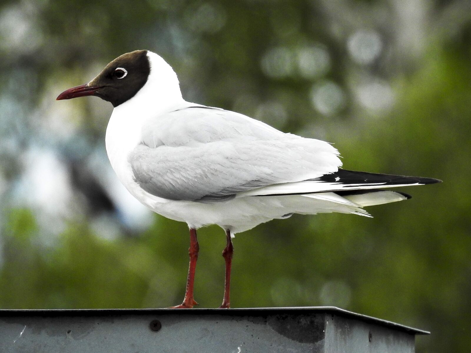 Nikon Coolpix P900 sample photo. Black headed gull, seagull photography