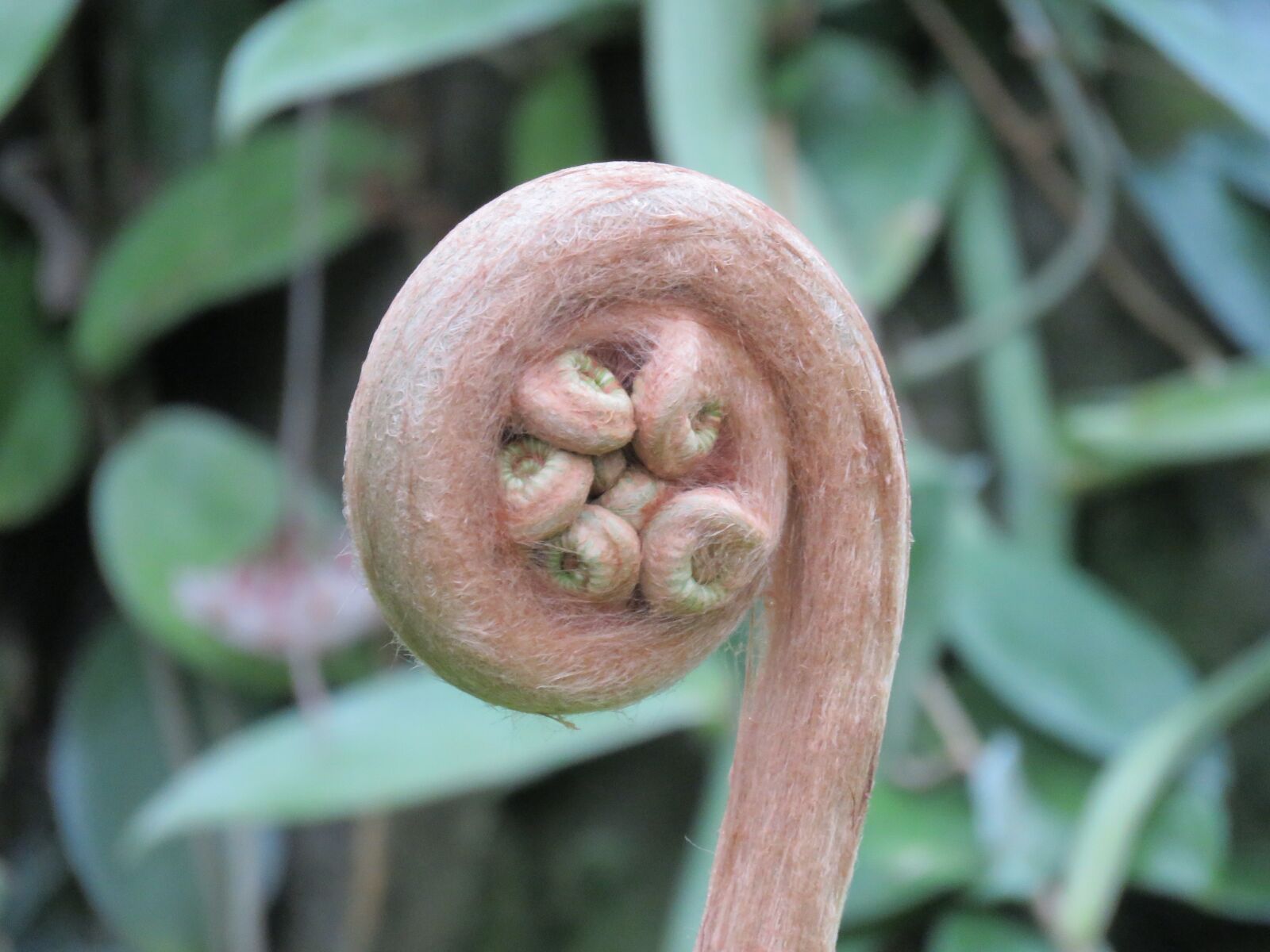 Canon PowerShot SX60 HS sample photo. Plant, fern, nature photography