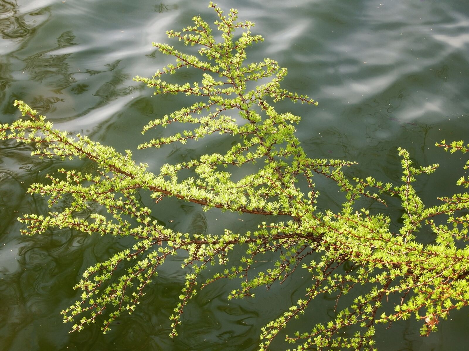 Fujifilm FinePix S1 sample photo. Larch, pine, spruce photography
