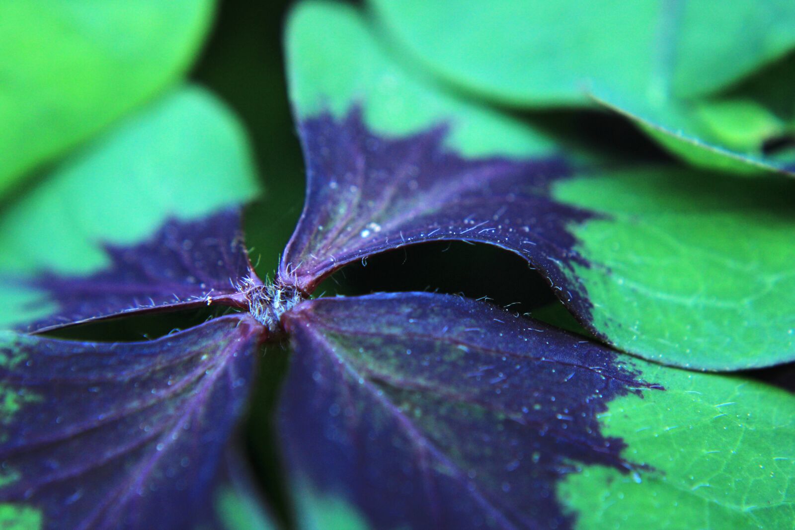 Canon EOS 2000D (EOS Rebel T7 / EOS Kiss X90 / EOS 1500D) sample photo. Klee, lucky cloverluck, leaf photography