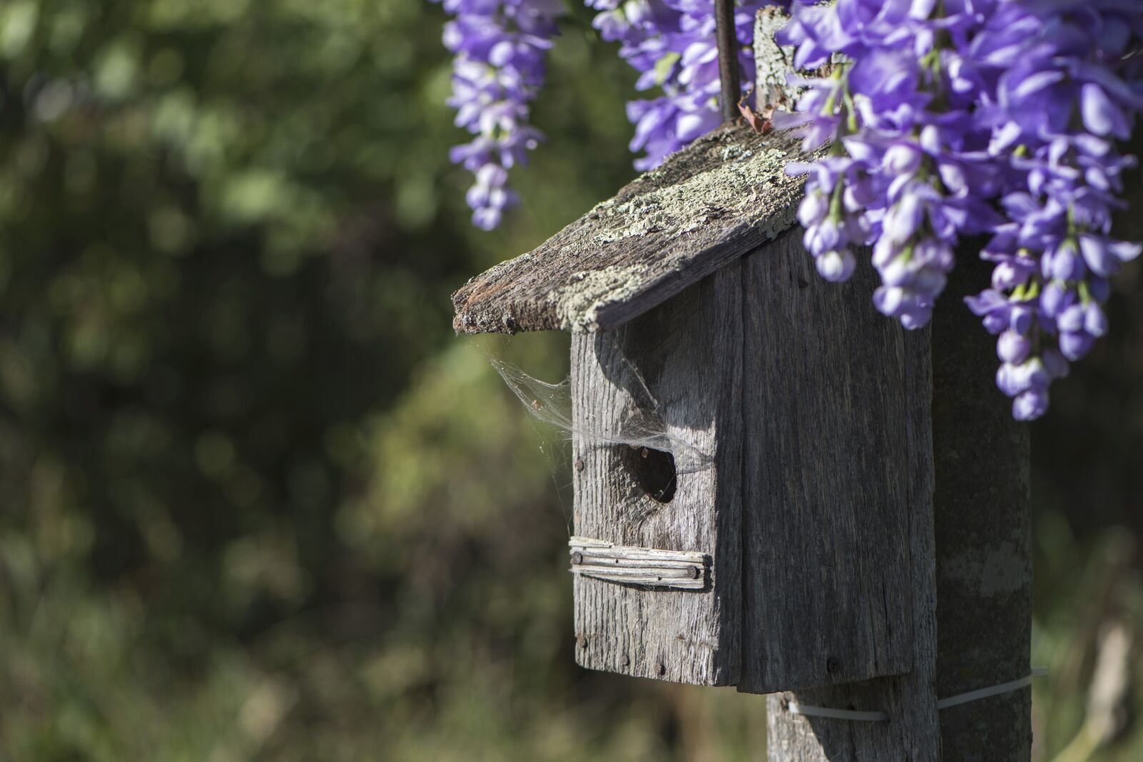 Nikon D810 sample photo. Birdhouse, flowers, purple photography