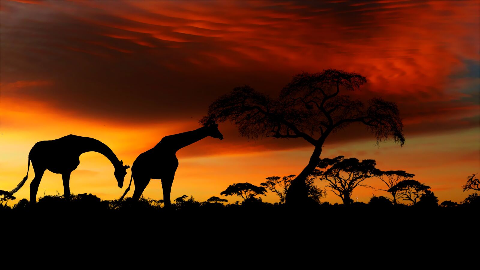 Panasonic Lumix DMC-FZ200 sample photo. Sunset, savannah, africa photography