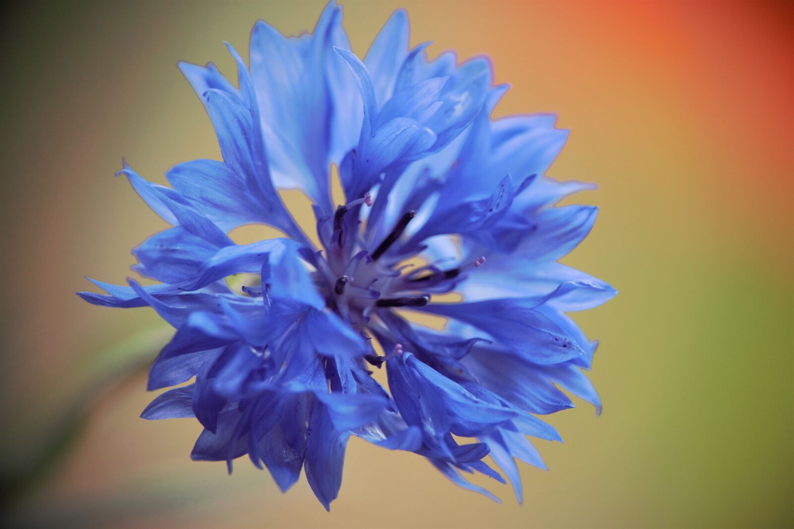Canon EOS 700D (EOS Rebel T5i / EOS Kiss X7i) sample photo. Flower, macro, blur photography