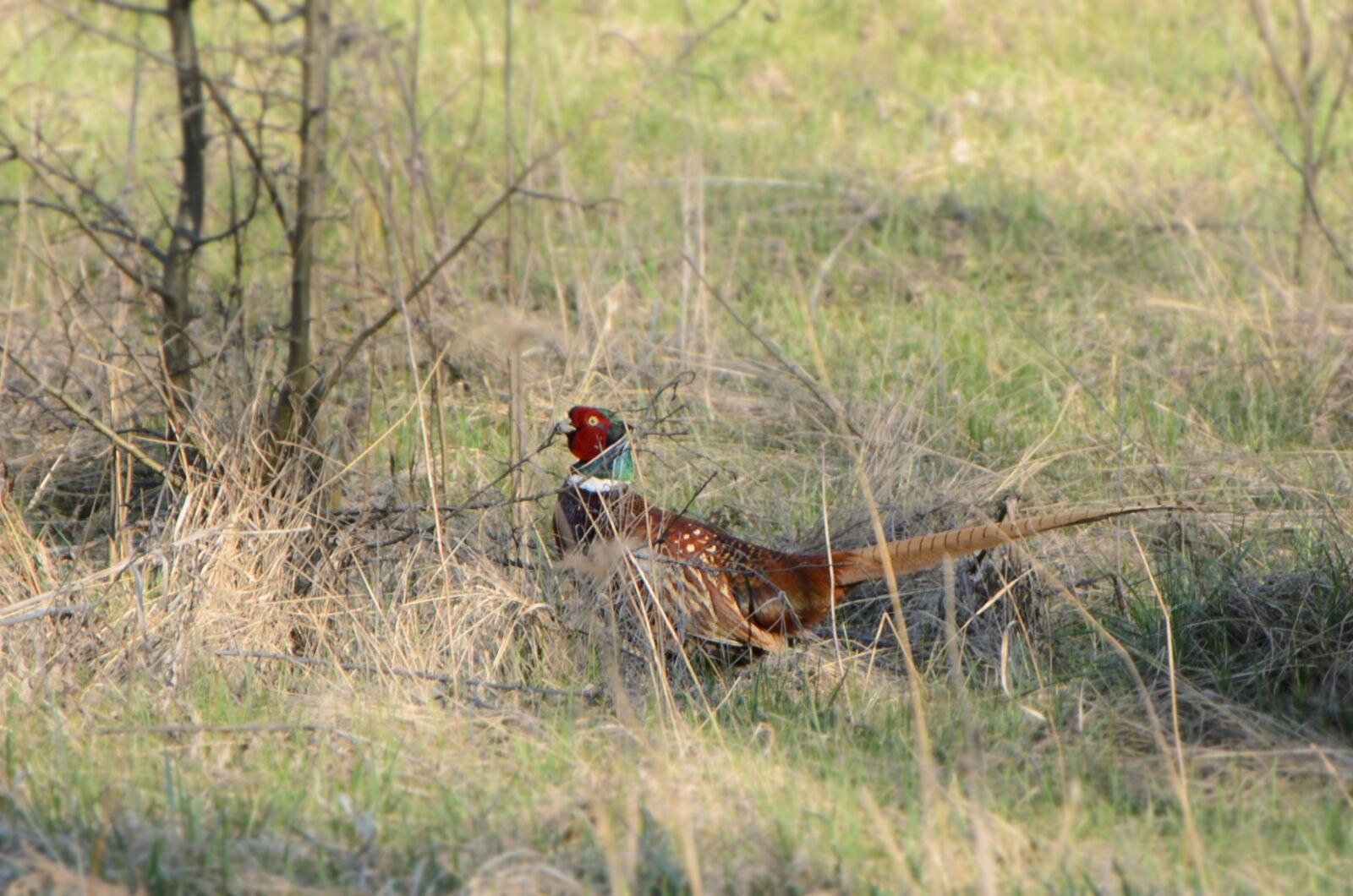 Nikon D5100 sample photo. Bird, pheasant, spring photography