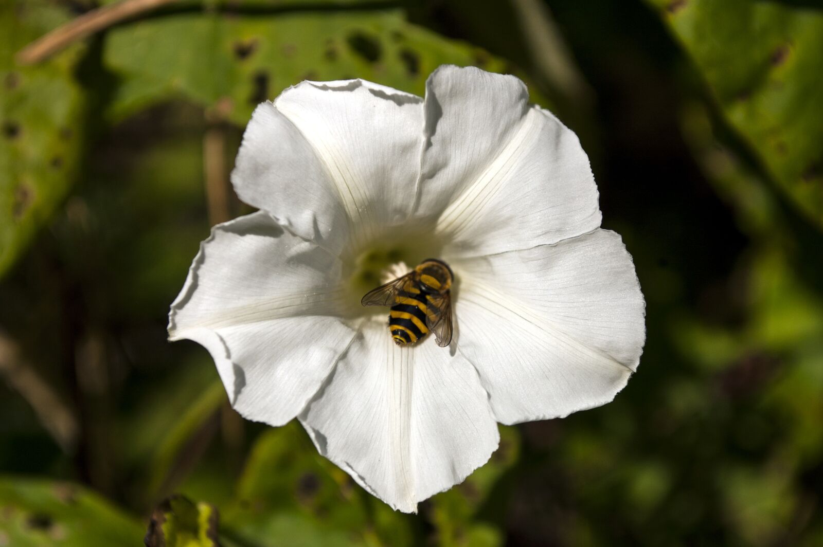 Nikon D40 sample photo. Insect, nature, flower photography