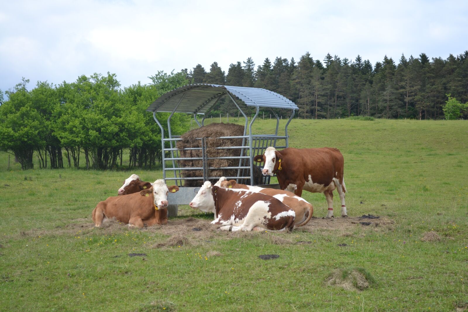 Nikon D3100 sample photo. Farmer, cow, agriculture photography