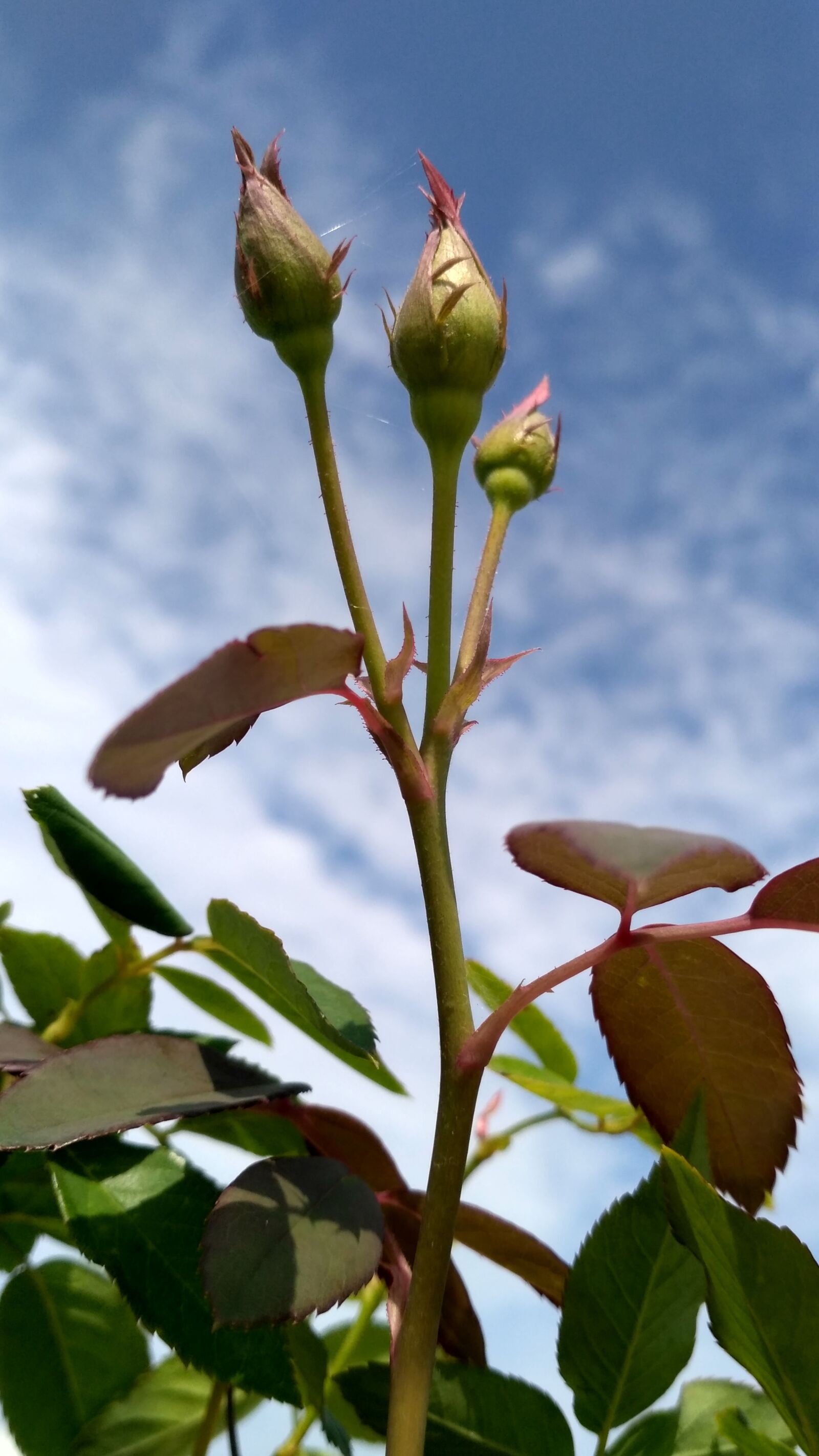 Xiaomi Redmi 3S sample photo. Nature, leaf, background photography