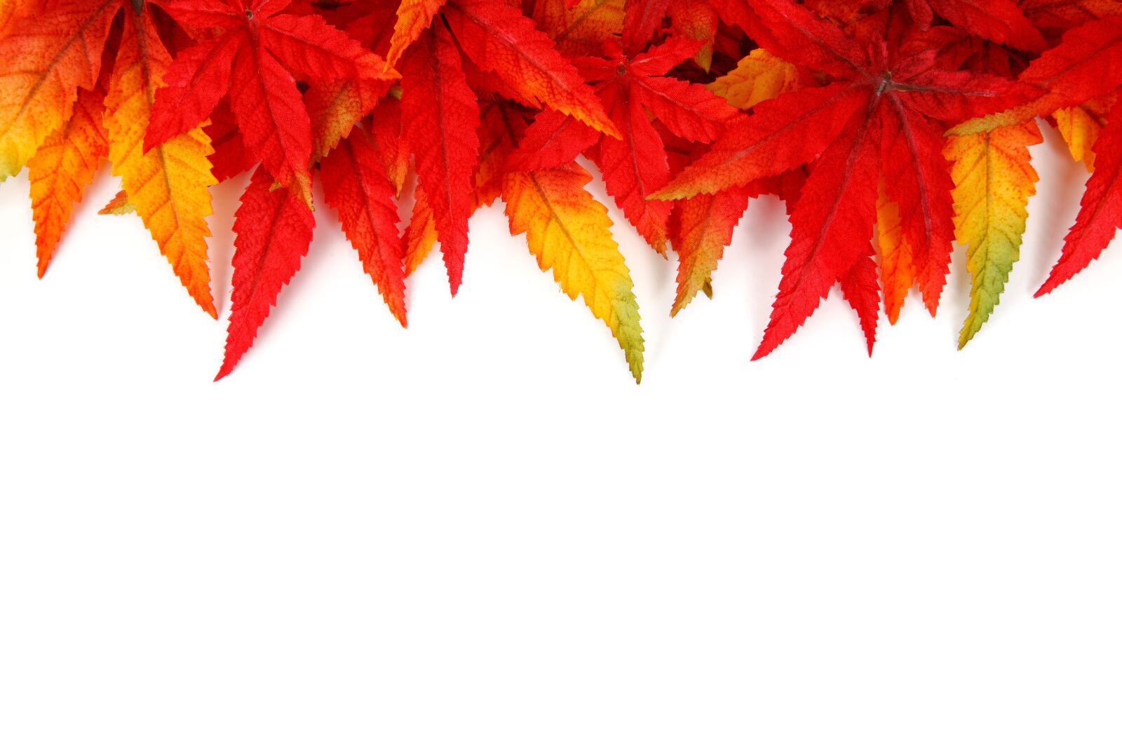 Canon EOS 5D Mark II sample photo. Abstract, autumn, background, bright photography