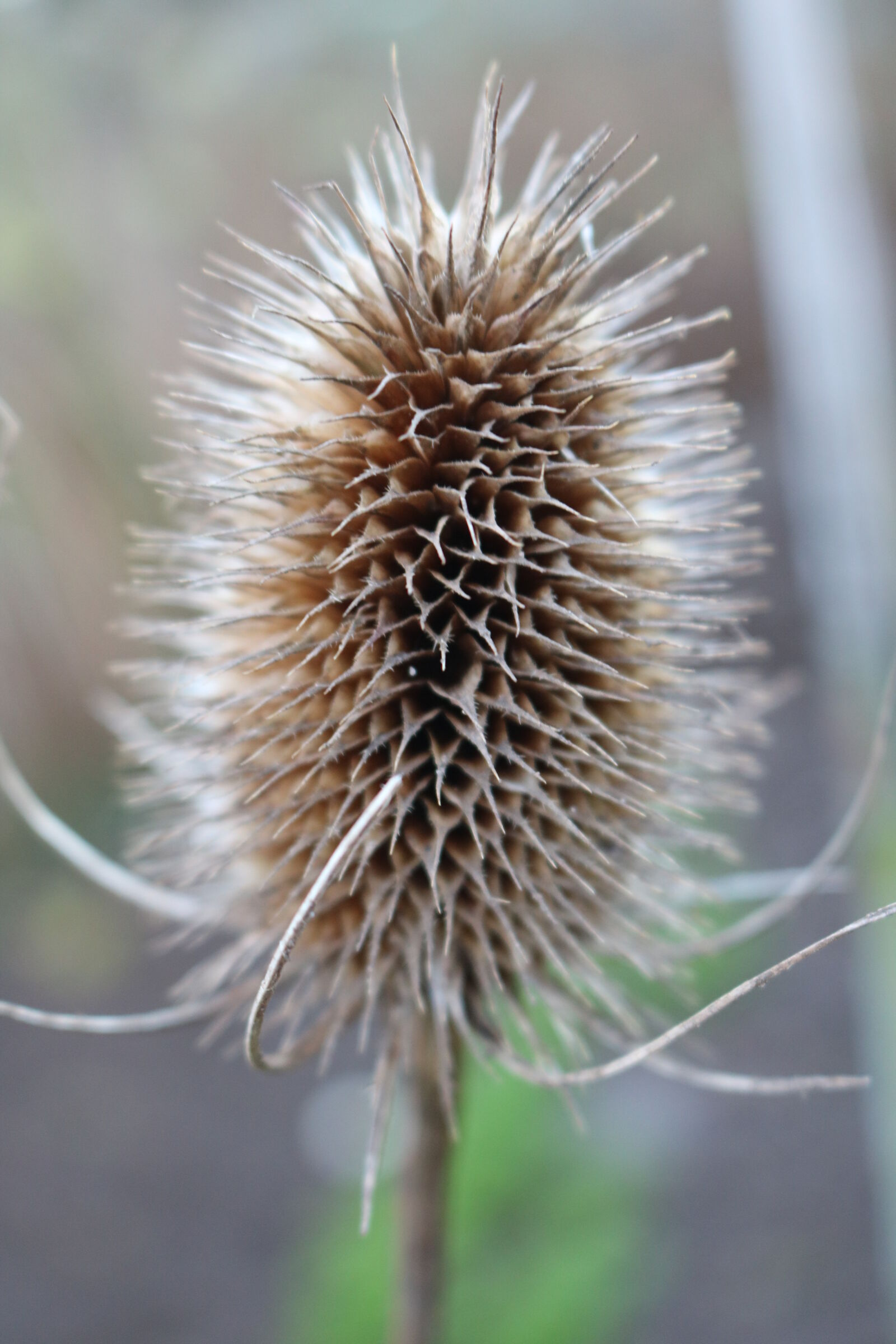 Canon EOS 750D (EOS Rebel T6i / EOS Kiss X8i) sample photo. Teasel photography