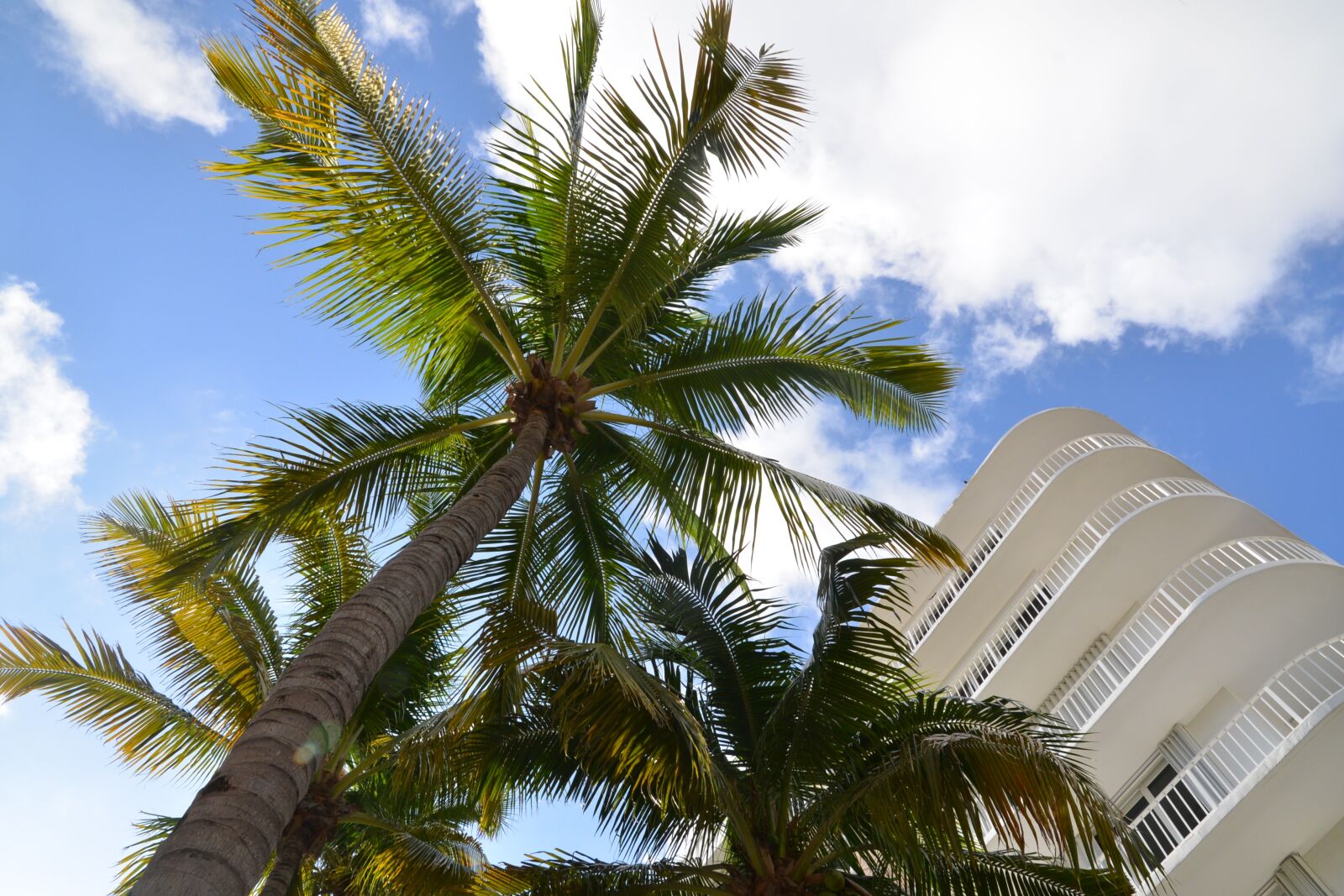 Nikon D600 sample photo. Sky, clouds, palm trees photography