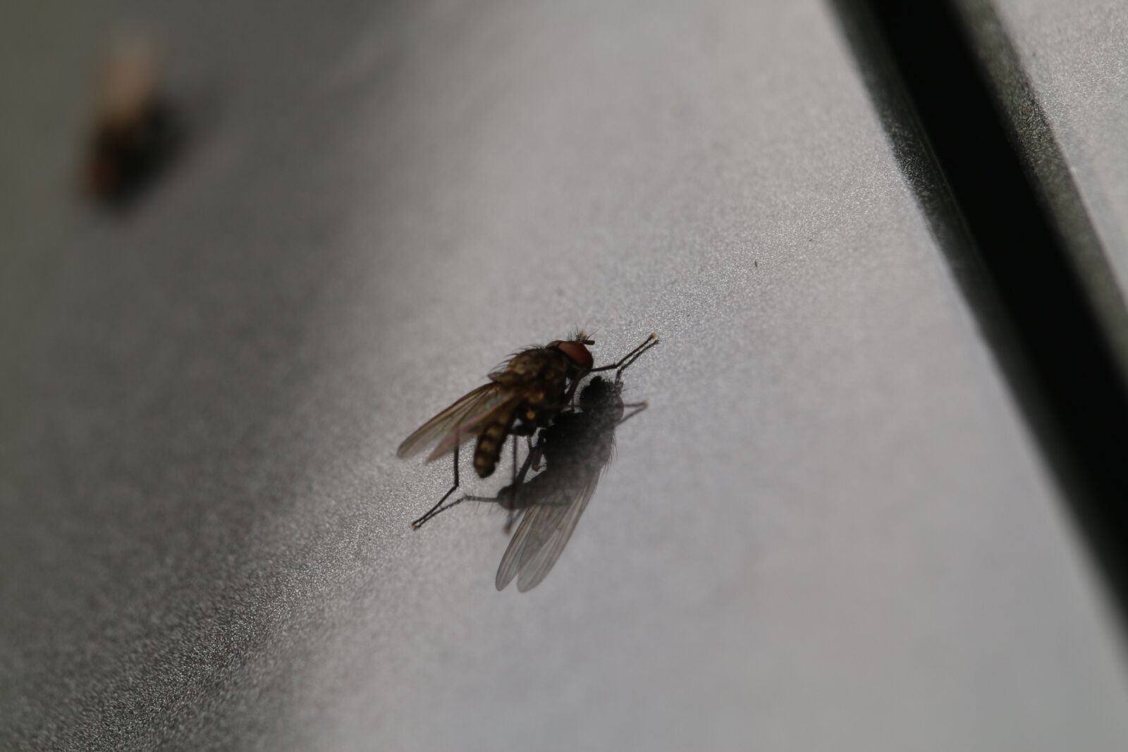 Canon EF-S 55-250mm F4-5.6 IS STM sample photo. Fly, macro, insect photography