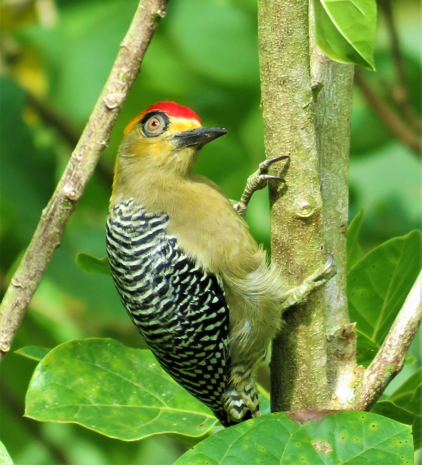 Canon PowerShot SX60 HS sample photo. Woodpecker, tree, bird photography