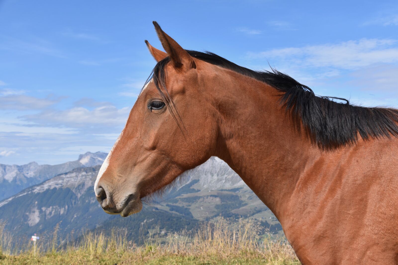 Nikon D5600 sample photo. Horse, horse bai, equine photography