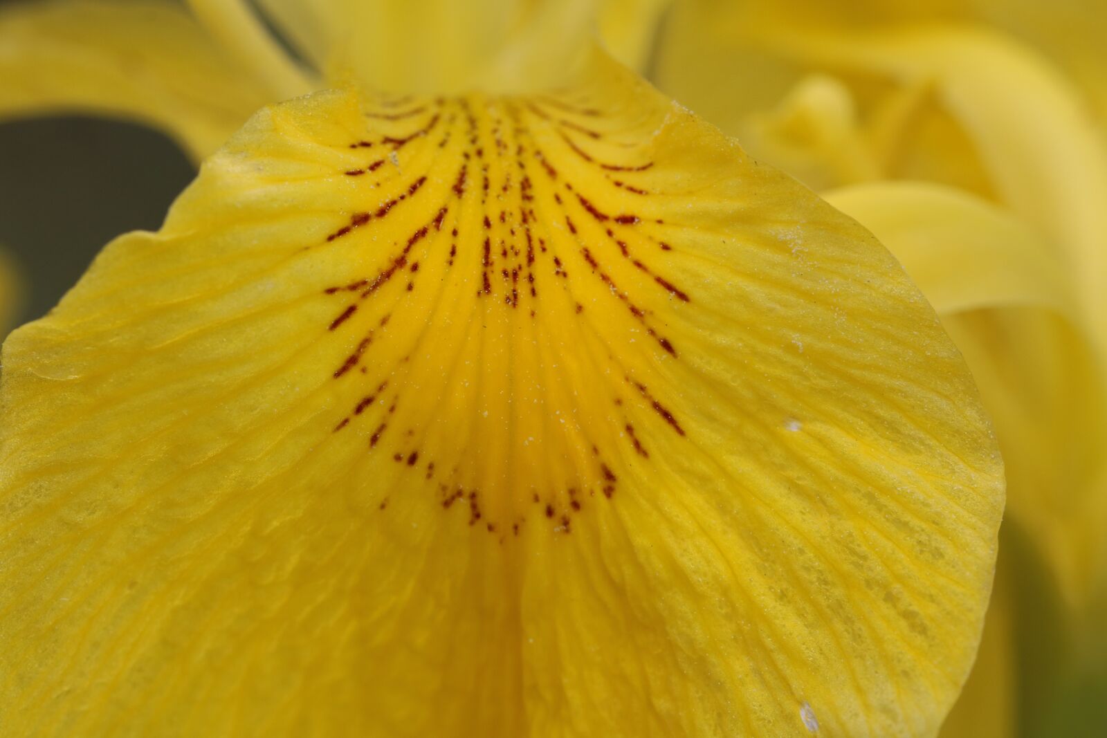 Canon EOS 750D (EOS Rebel T6i / EOS Kiss X8i) sample photo. Yellow, aquatic plants, leaf photography
