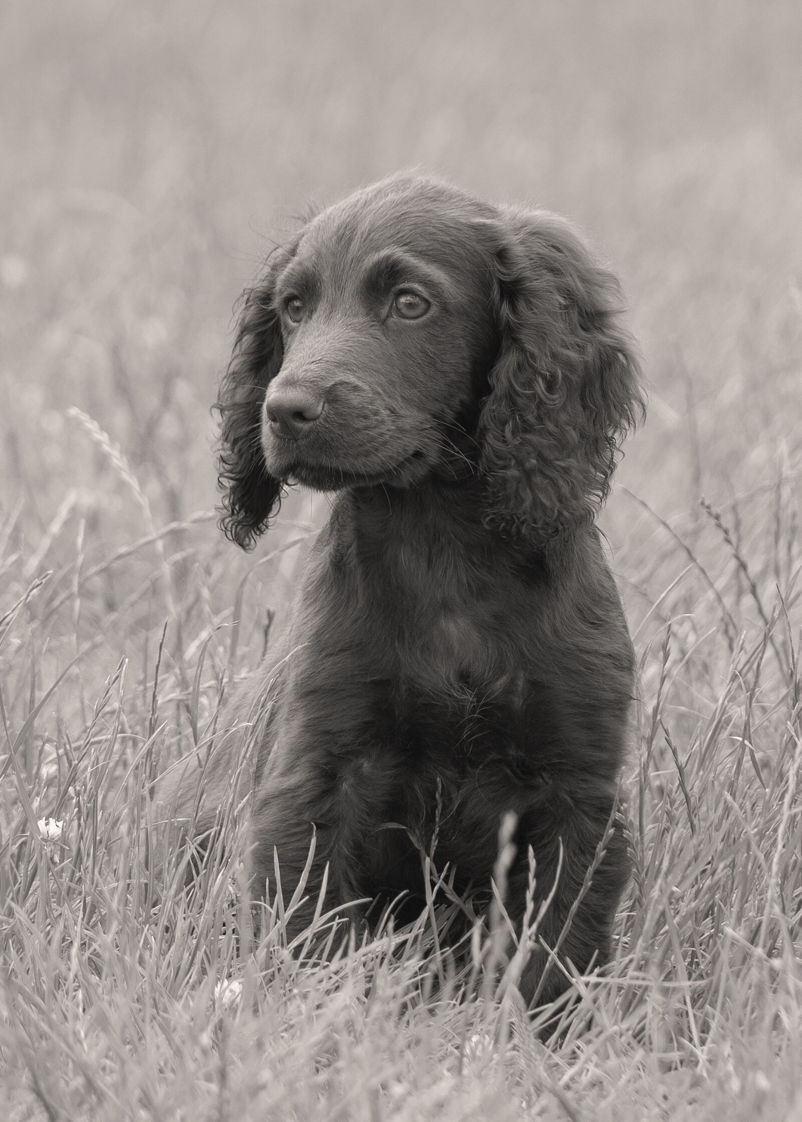 Nikon D500 sample photo. Puppy, dog, sweet photography