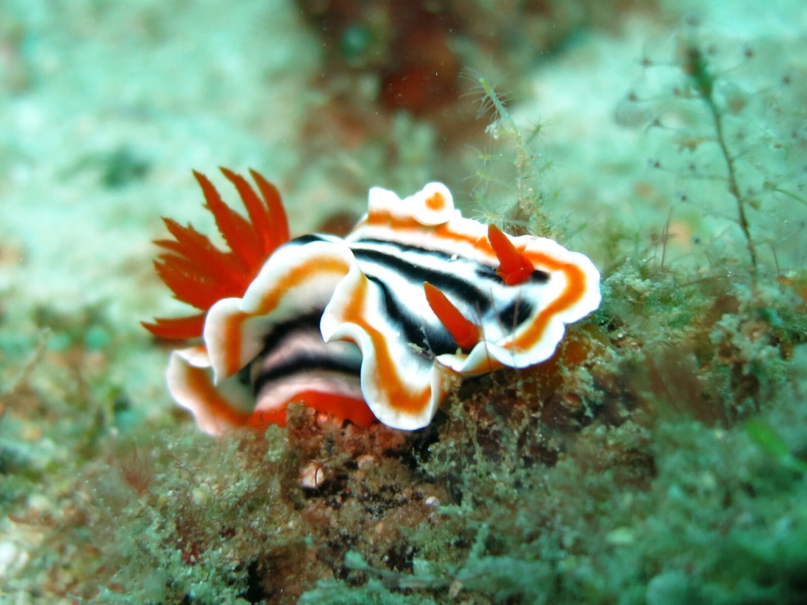 Canon PowerShot S110 sample photo. Nudibranch, chromodoris, slug photography